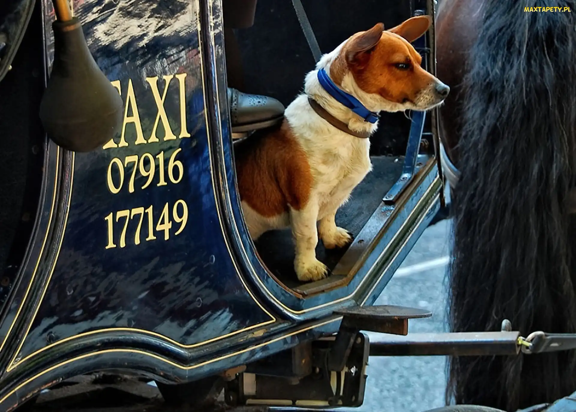Pies, Konia, Ogon, Taxi
