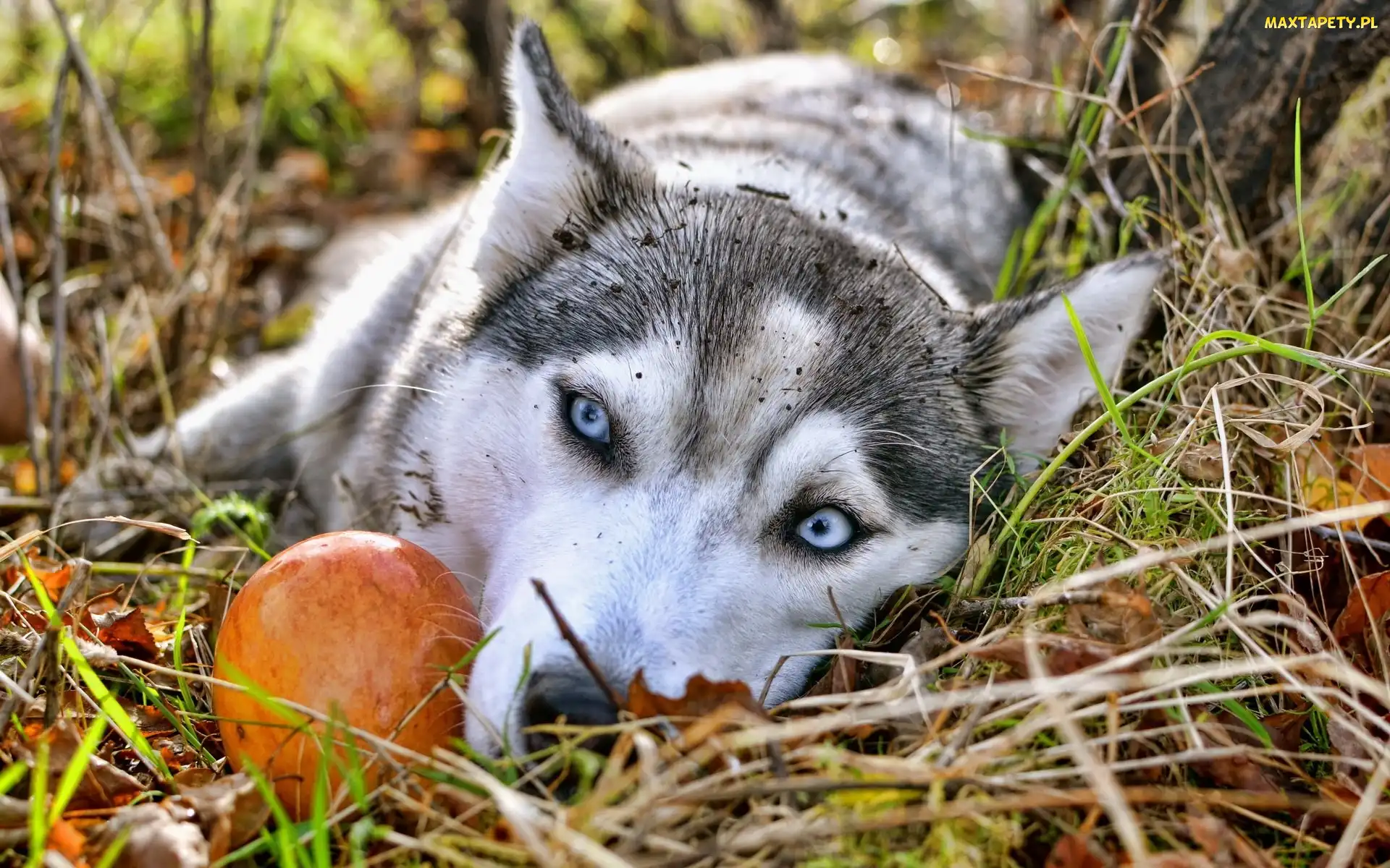 Oczy, Siberian Husky, Błękitne