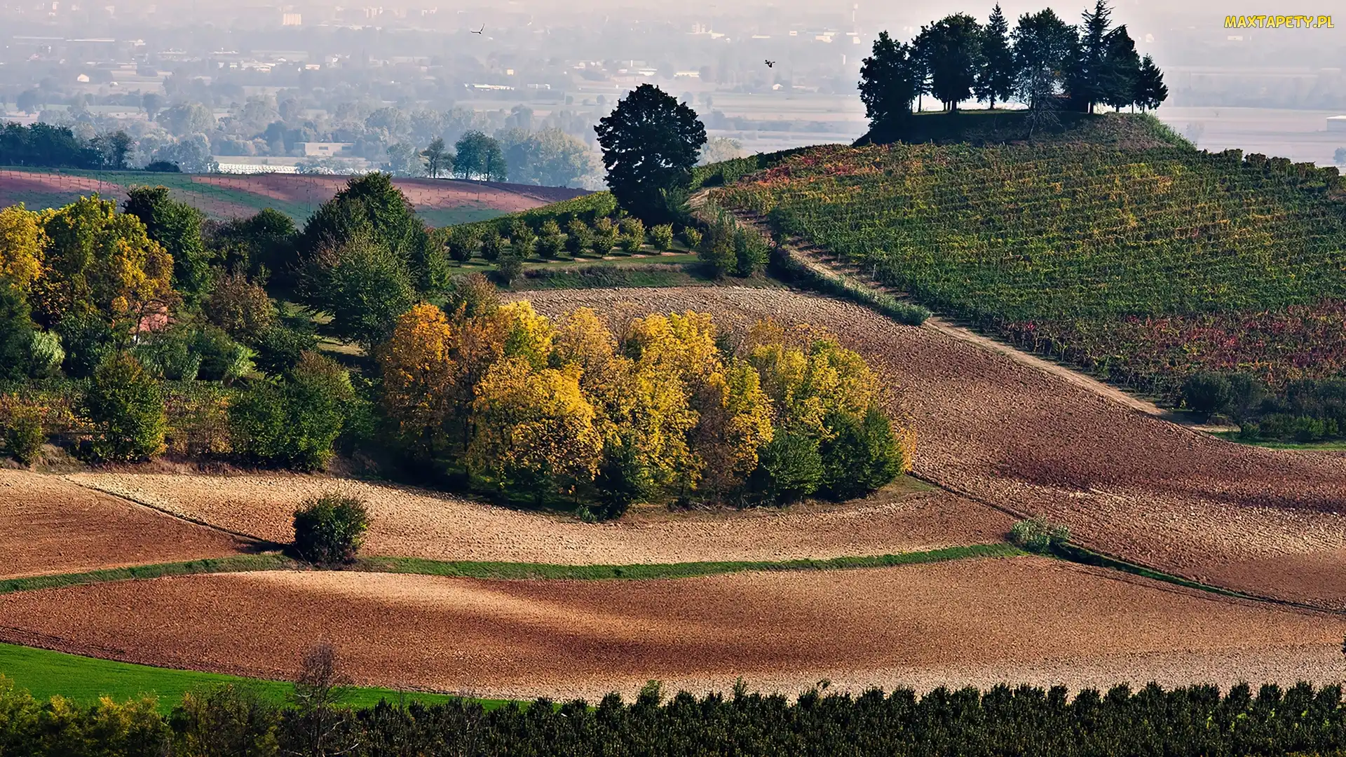 Pola, Drzewa
