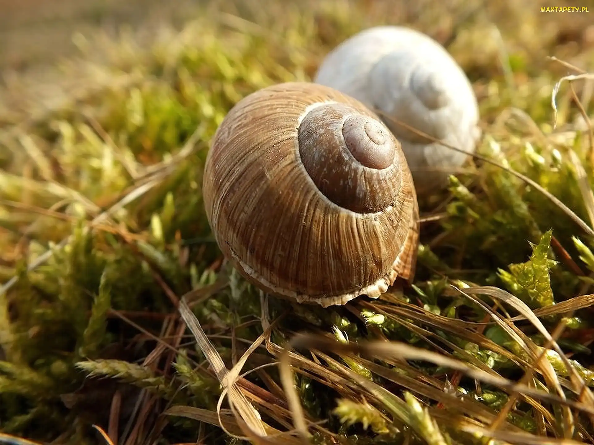 Ślimaków, Mech, Muszle