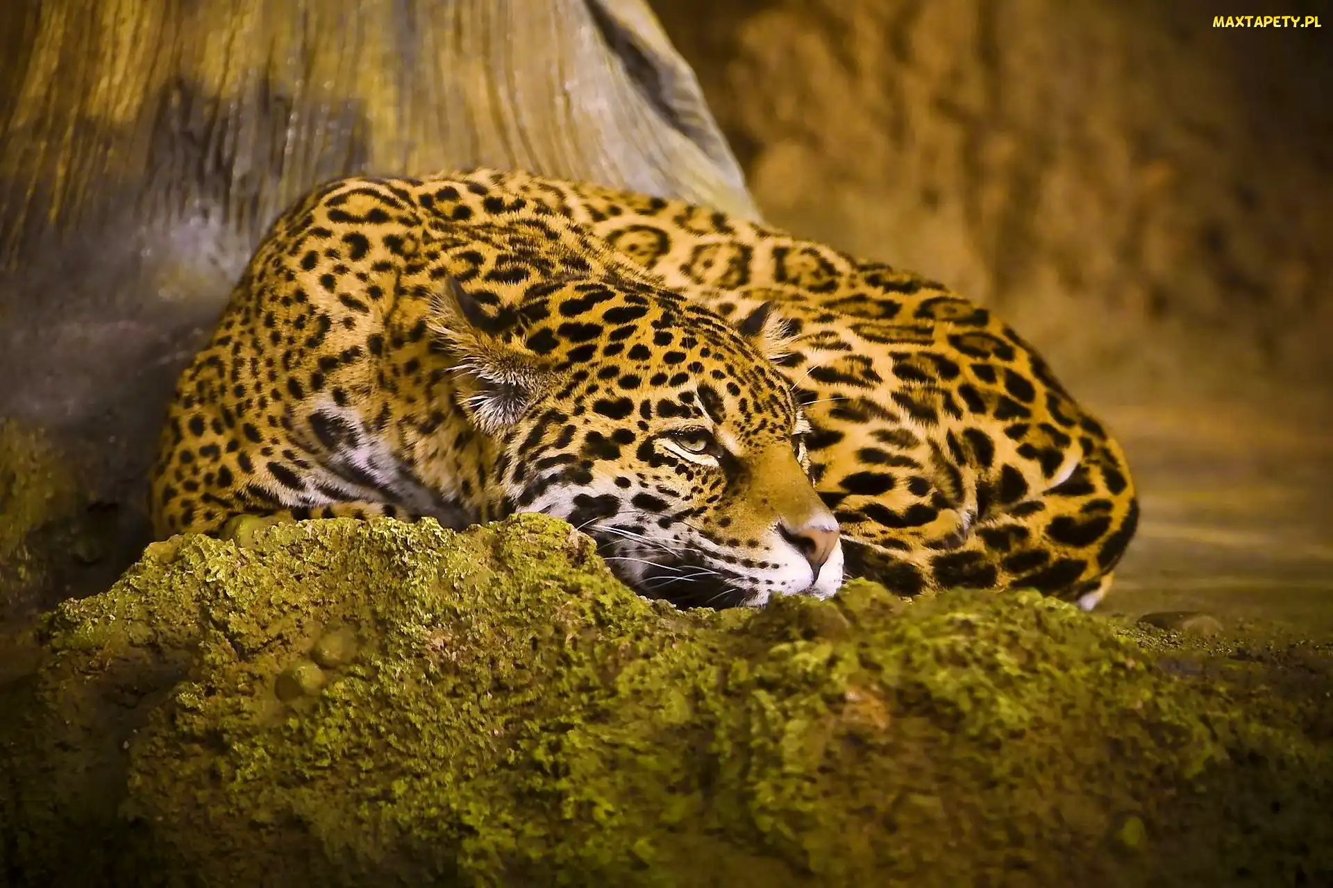 Jaguar