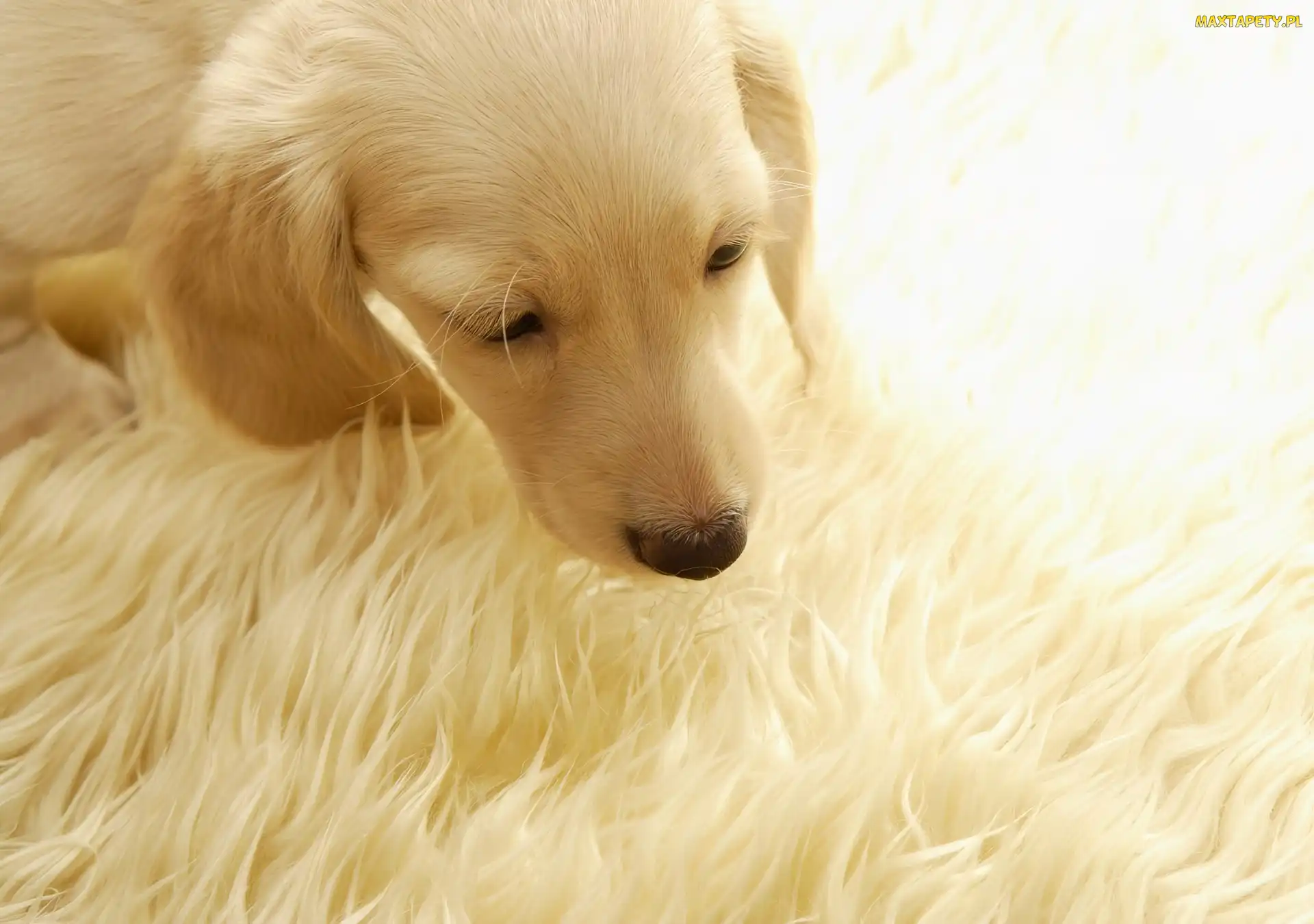 Retriever, Szczeniak, Labrador