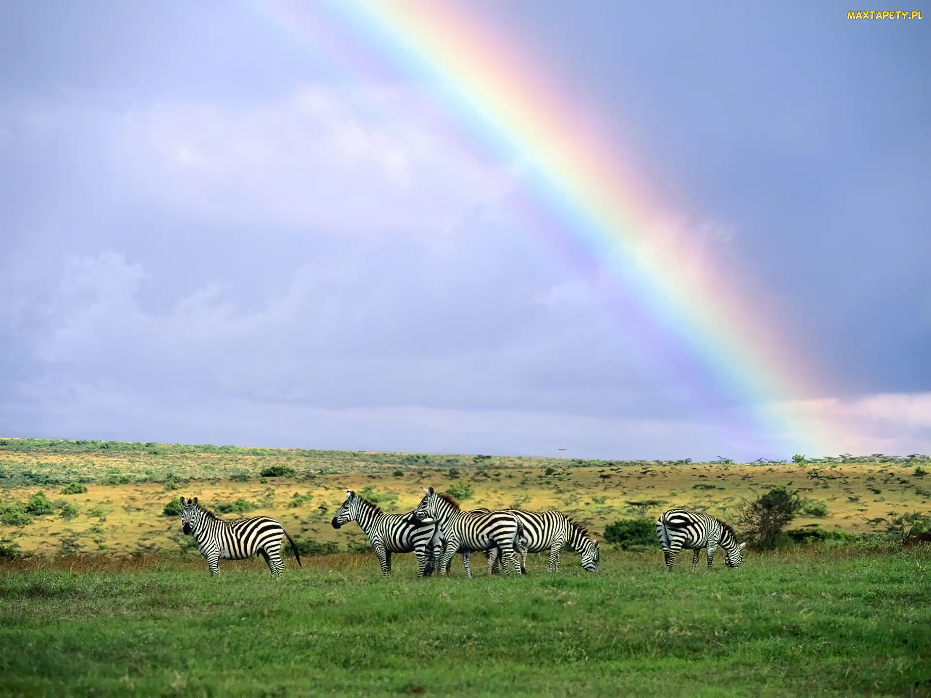 Tęcza, Niebo, Zebra