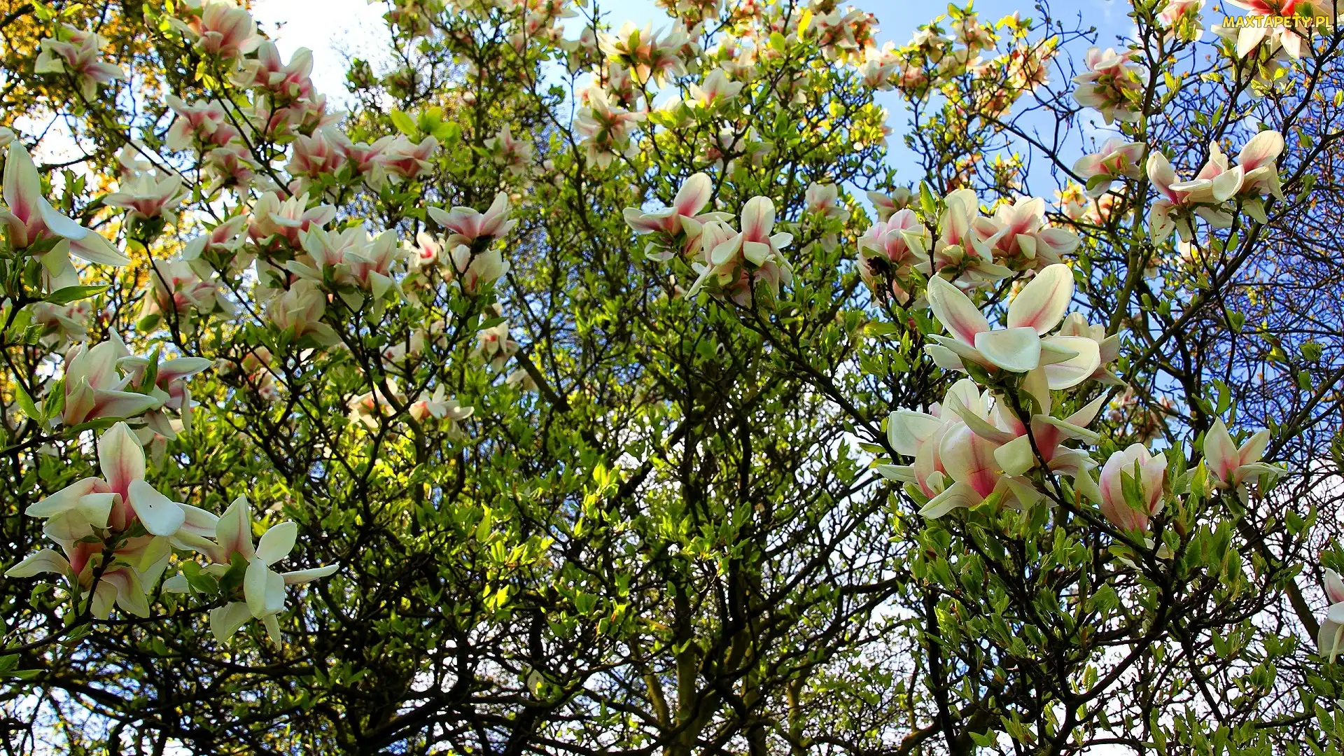 Kwitnąca, Magnolia, Wiosna