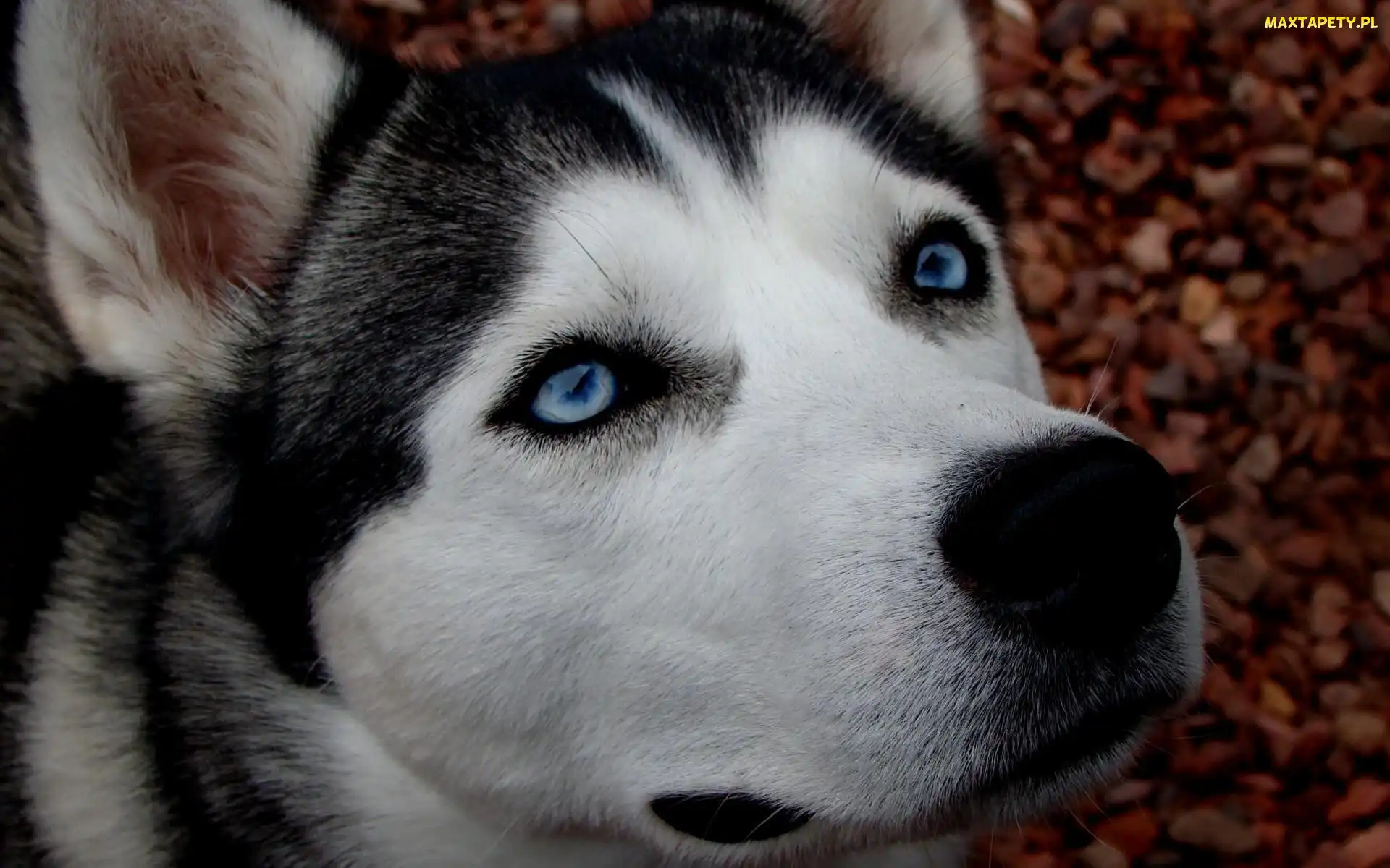 Siberian Husky
