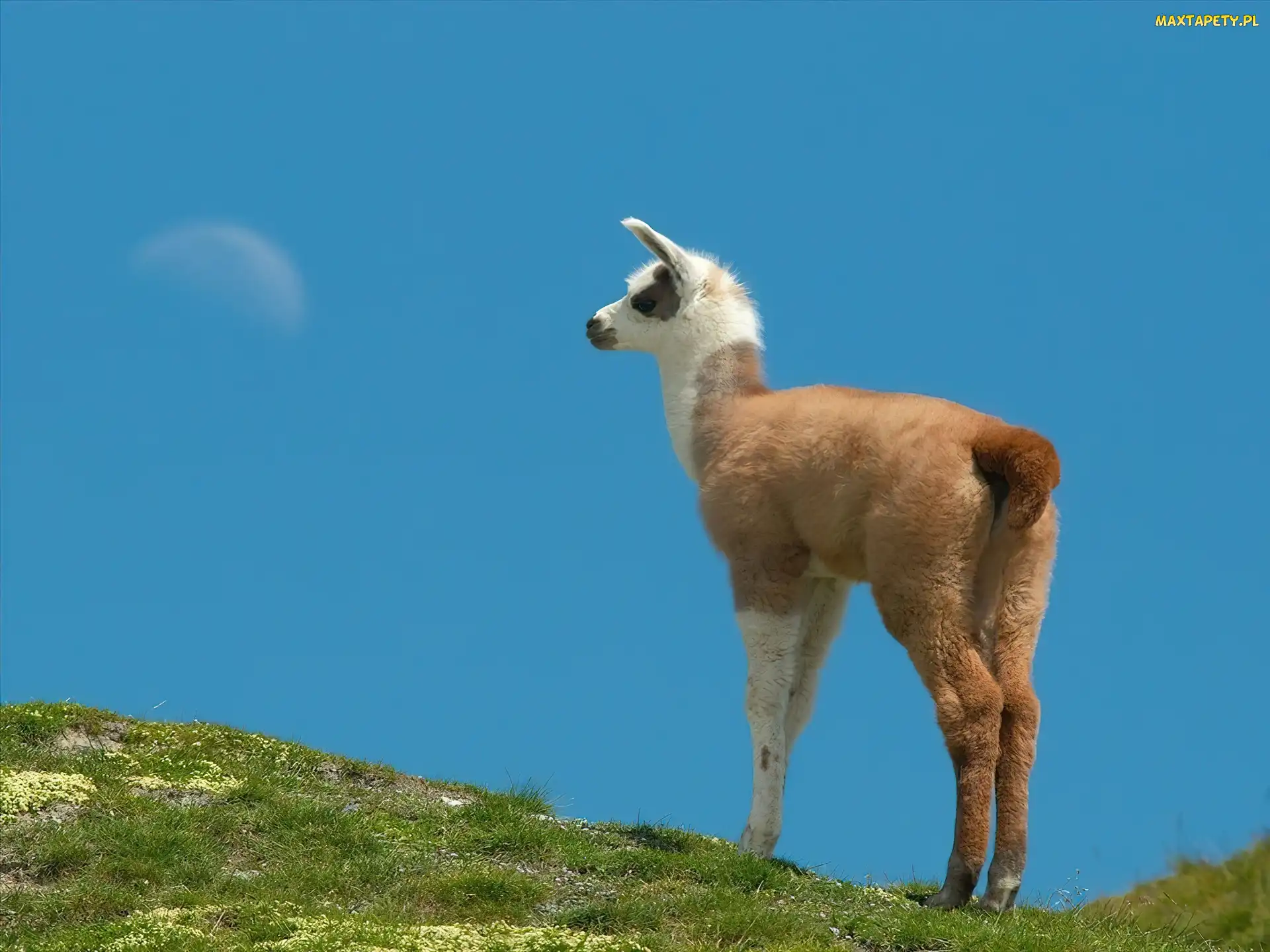 Lama, Wzgórze