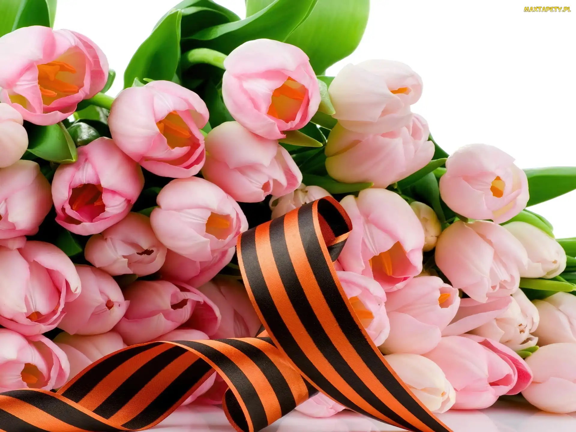 Tulipany, Wstążka, Różowe