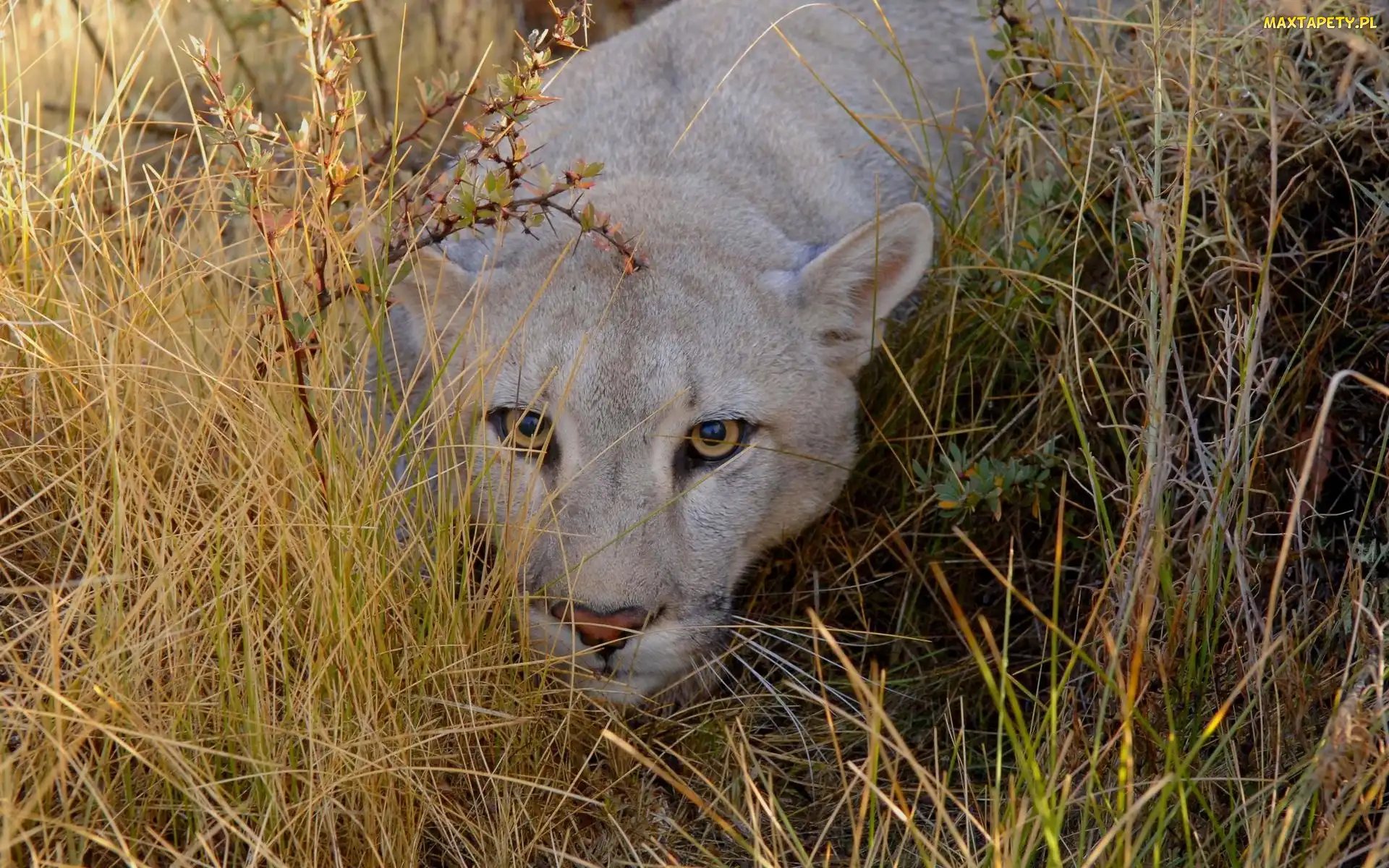 Puma, Trawy, Przyczajona