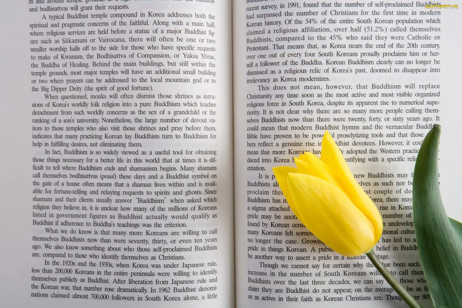 Książka, Tulipan, Żółty, Tekst, Rozłożona
