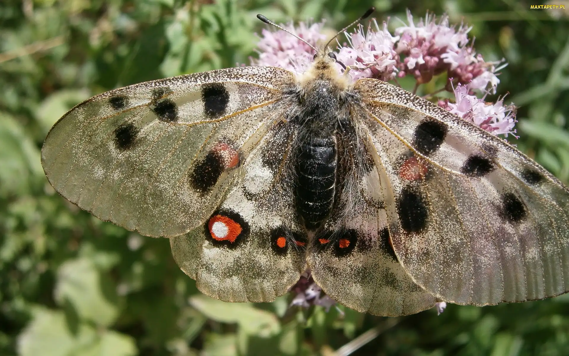 Kwiat, Skrzydła, Motyl, Błyszczące