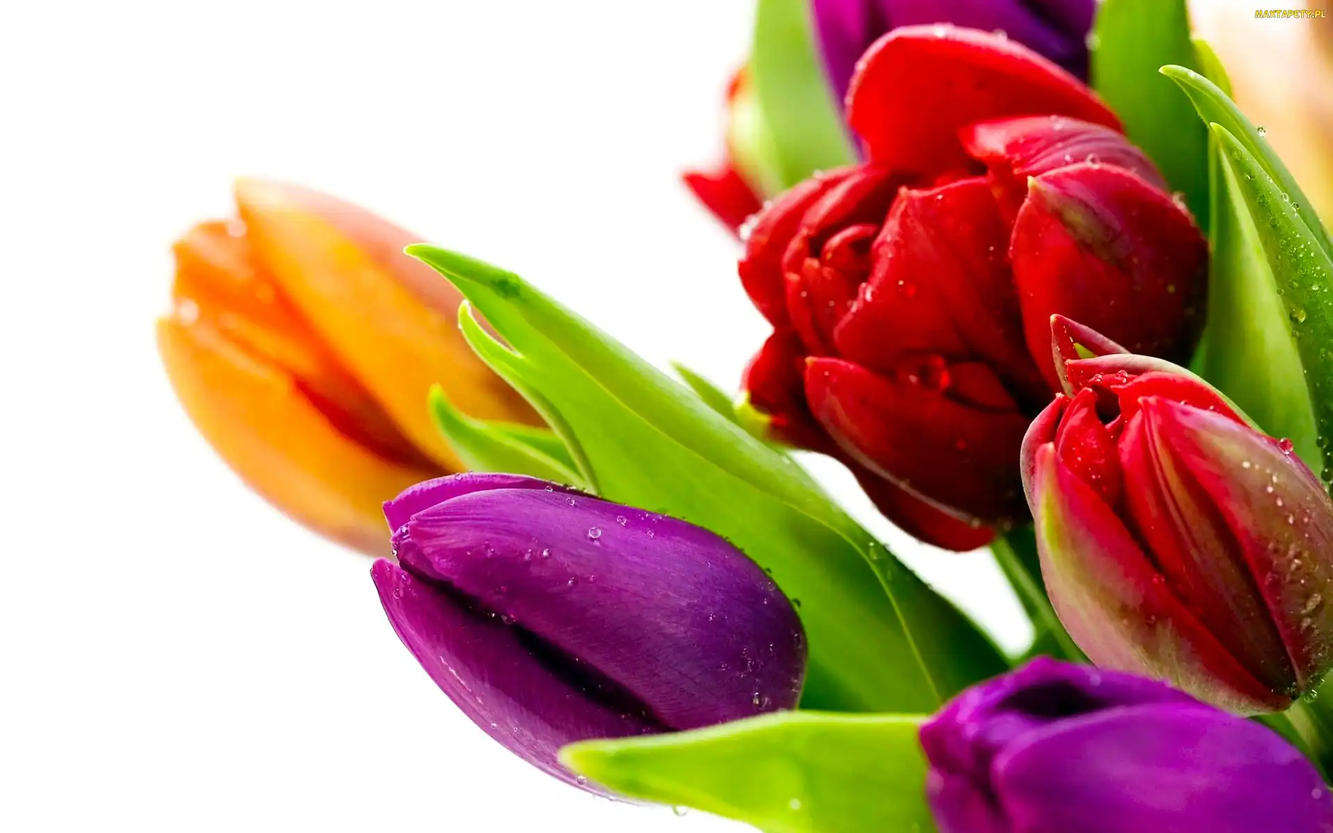 Wody, Krople, Kolorowe, Tulipany