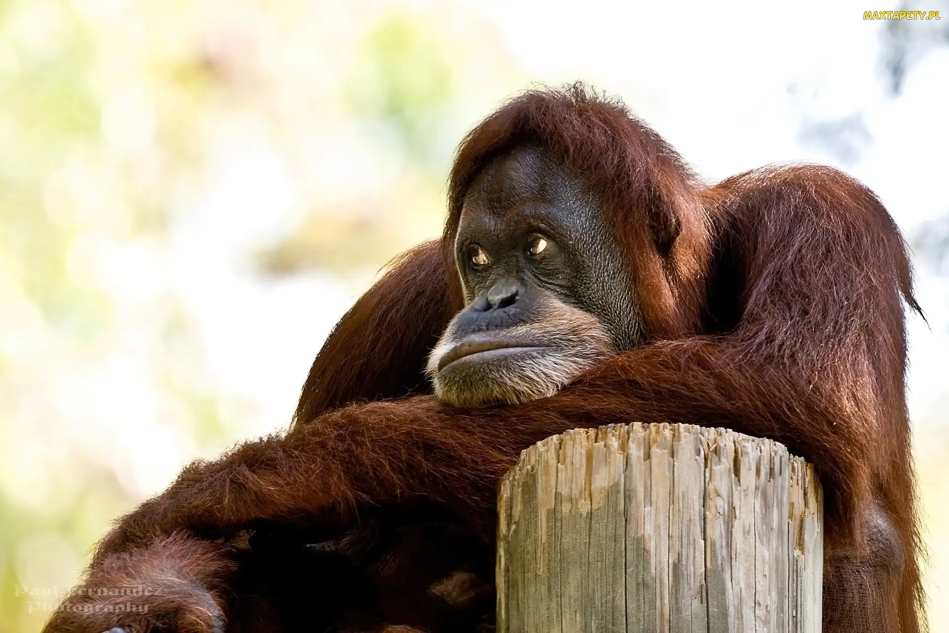 Drzewa, Orangutan, Pień