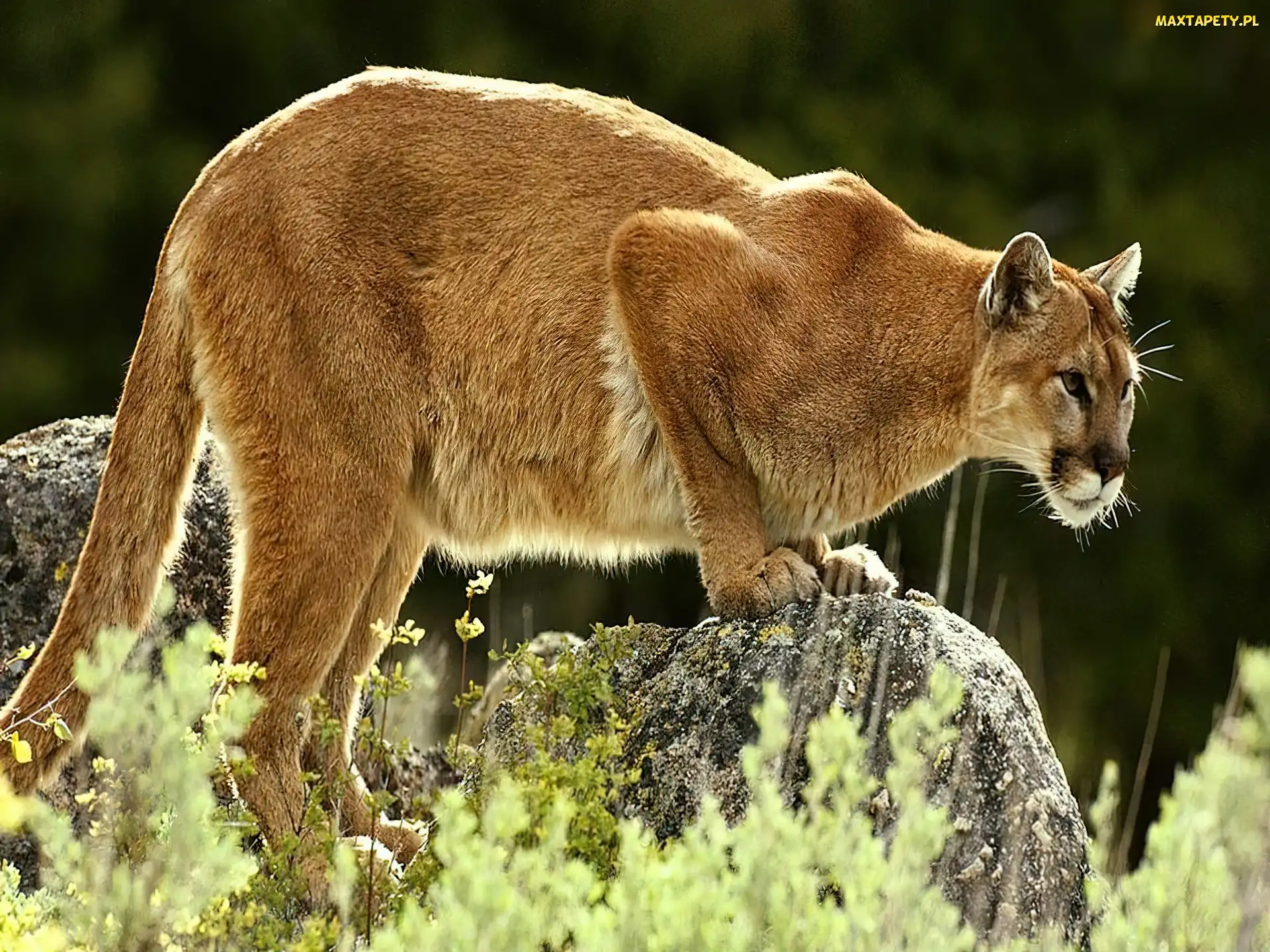 Puma, Skałka
