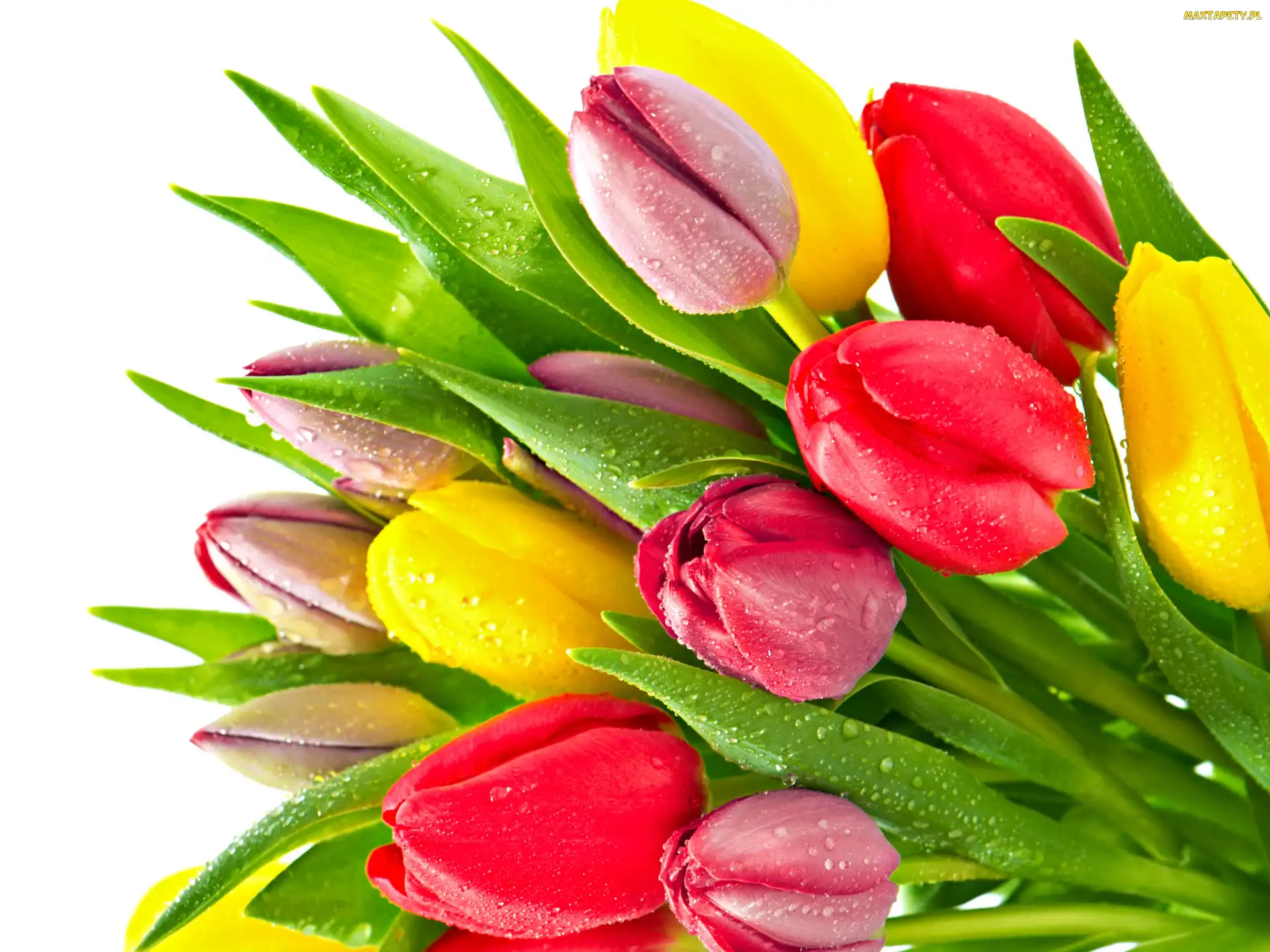 Rosy, Krople, Kolorowe, Tulipany
