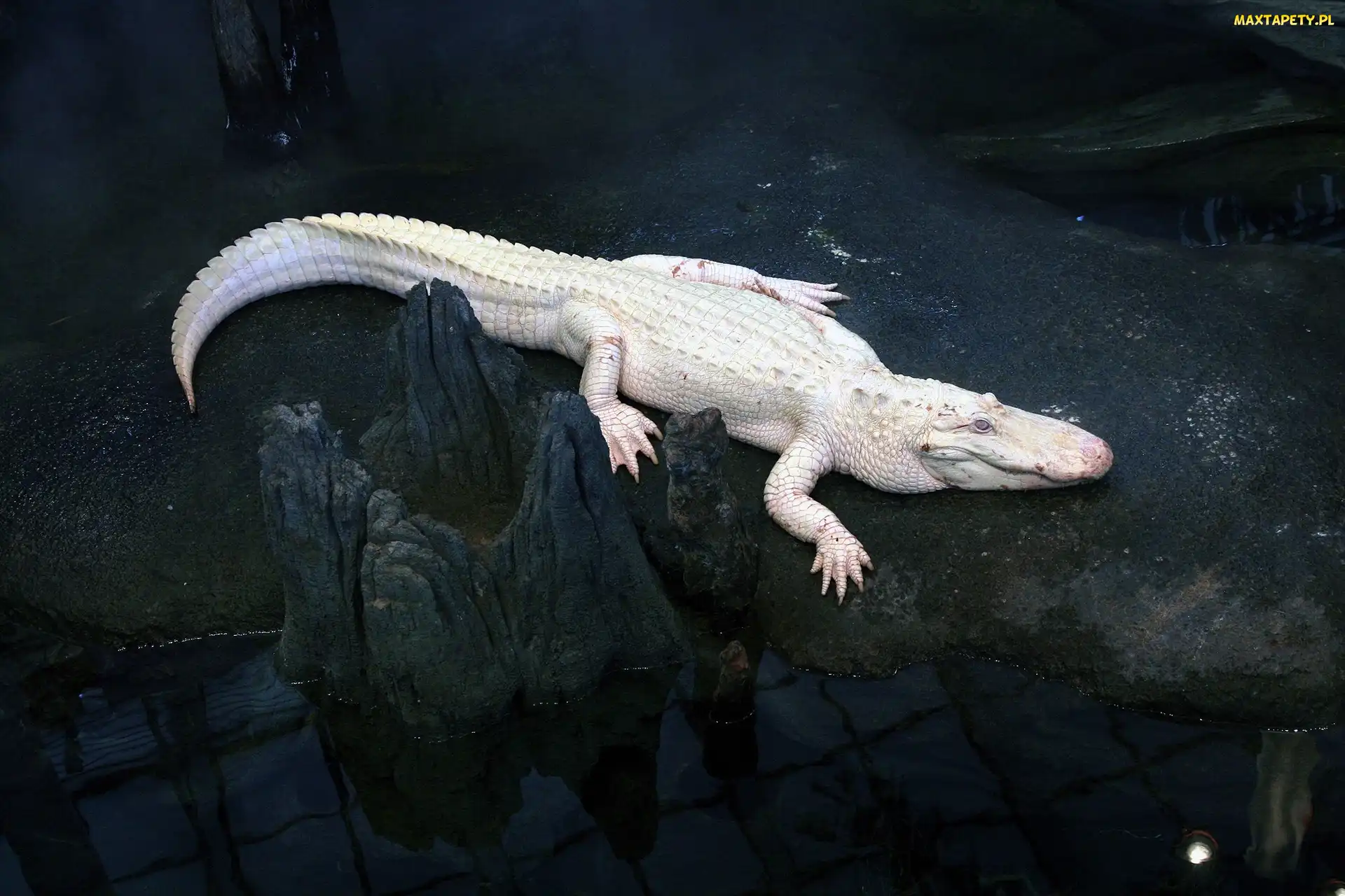 Krokodyl, Albinos, Biały