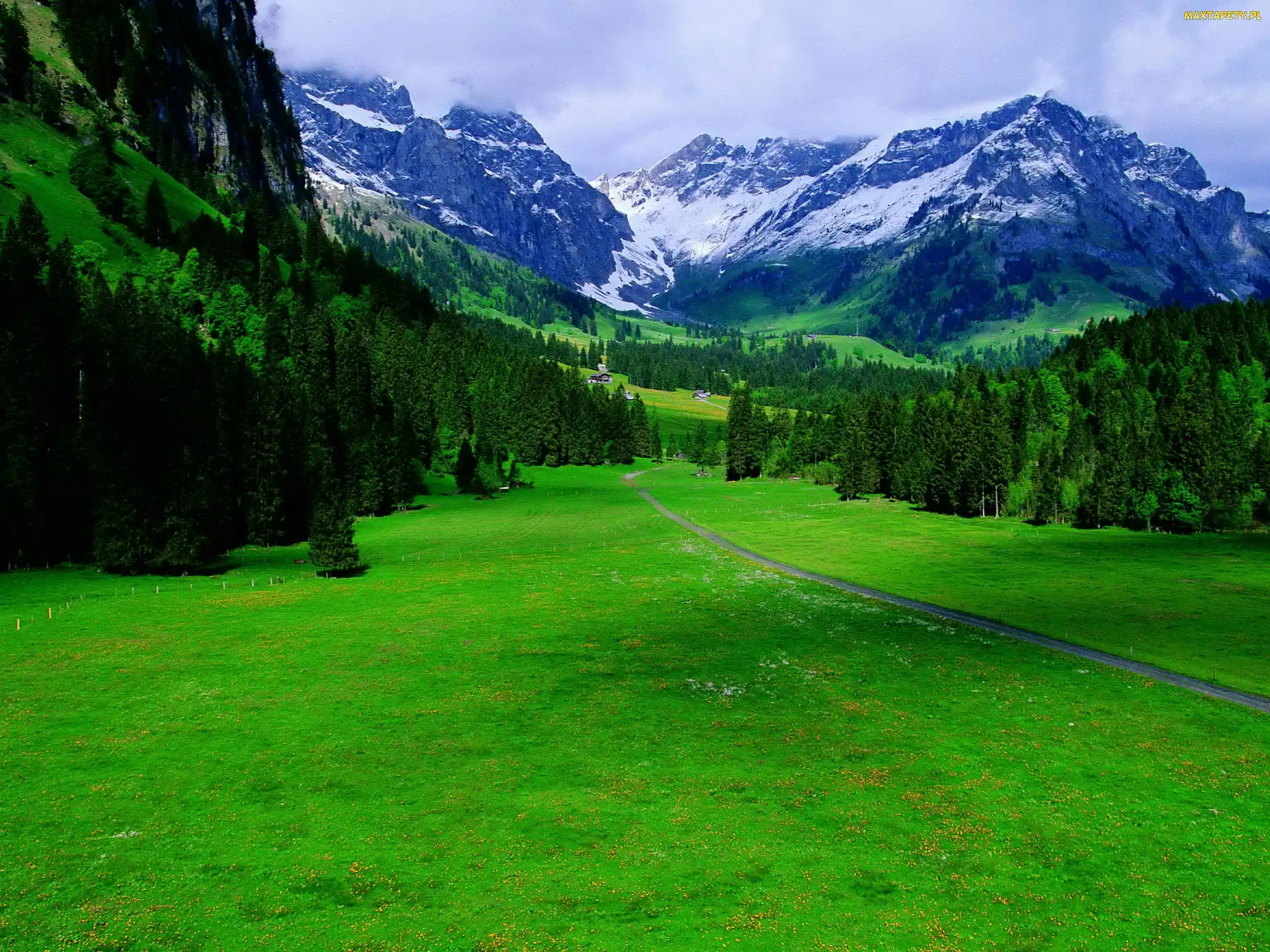 Trawa, Iglasty, Góry, Las