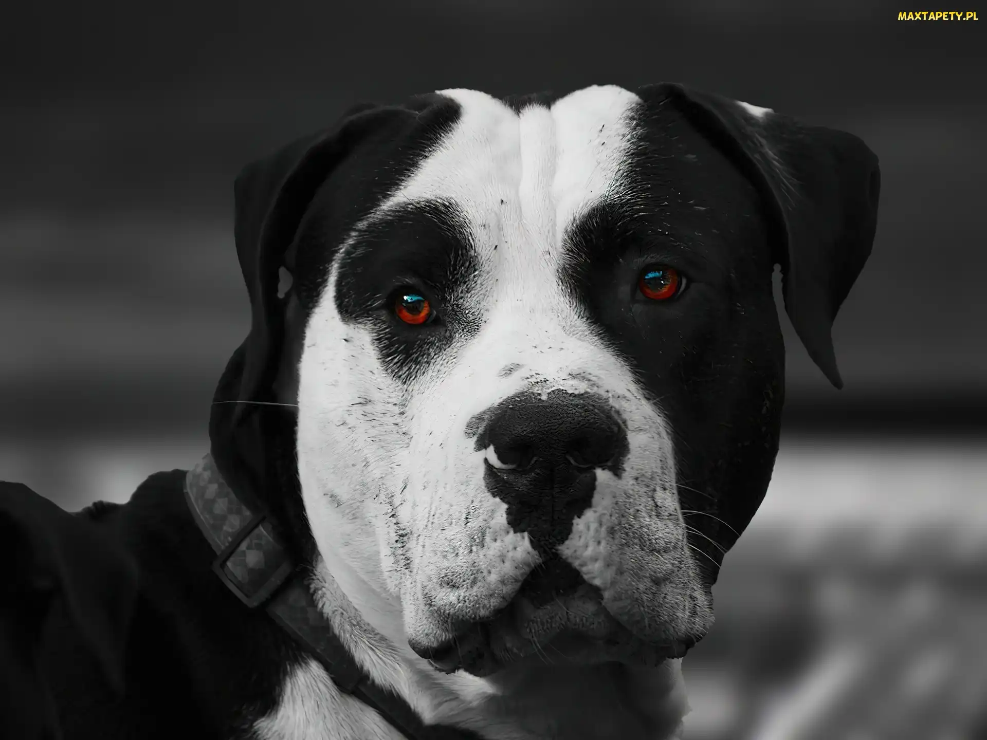 Oczy, Obroża, Amstaff
