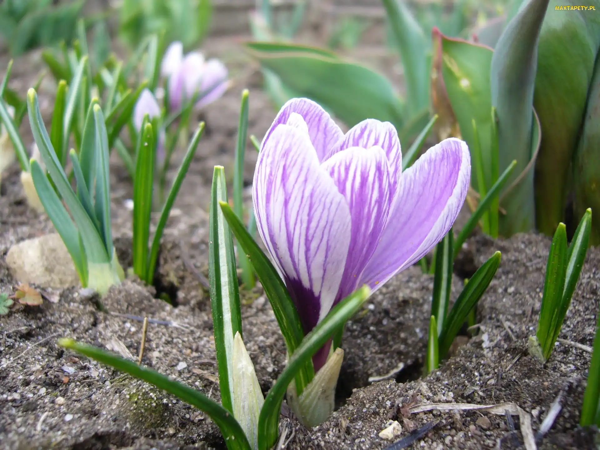 Krokus, Ziemia, Fioletowy