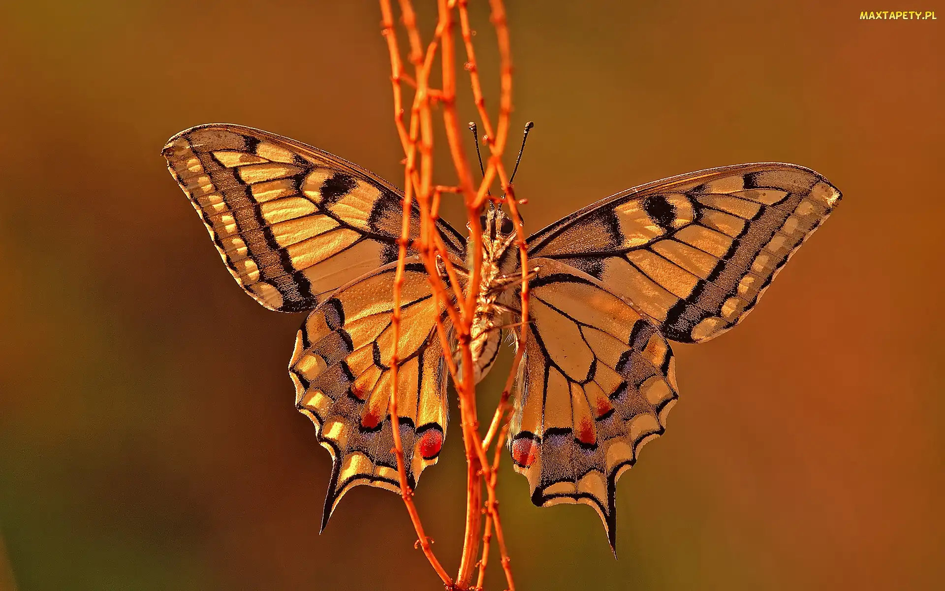 Motyl, Gałązki