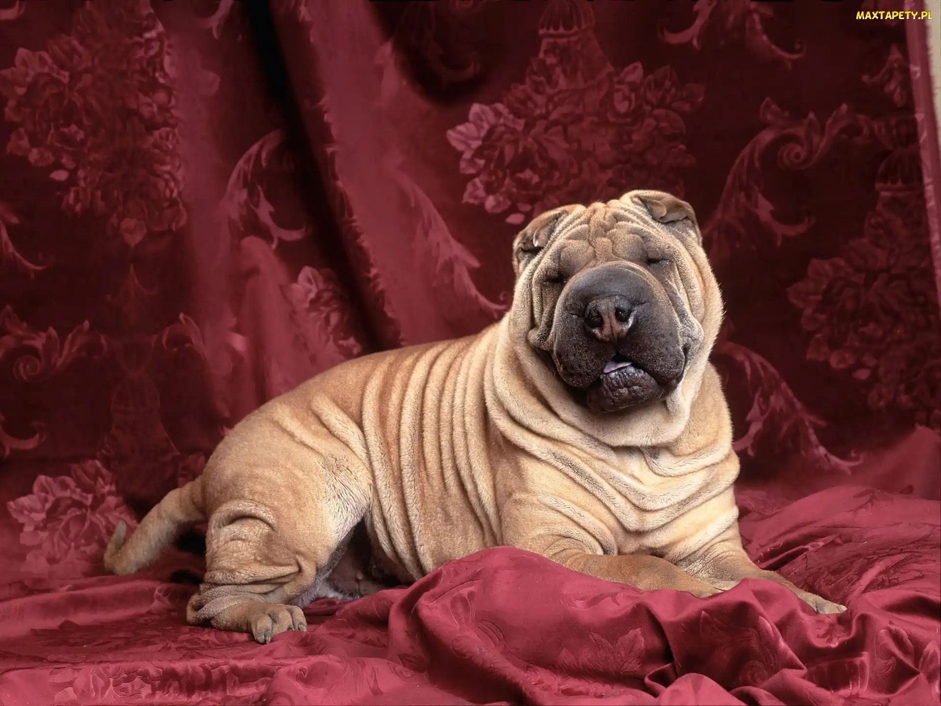 Purpurowe, Kotary, Shar Pei
