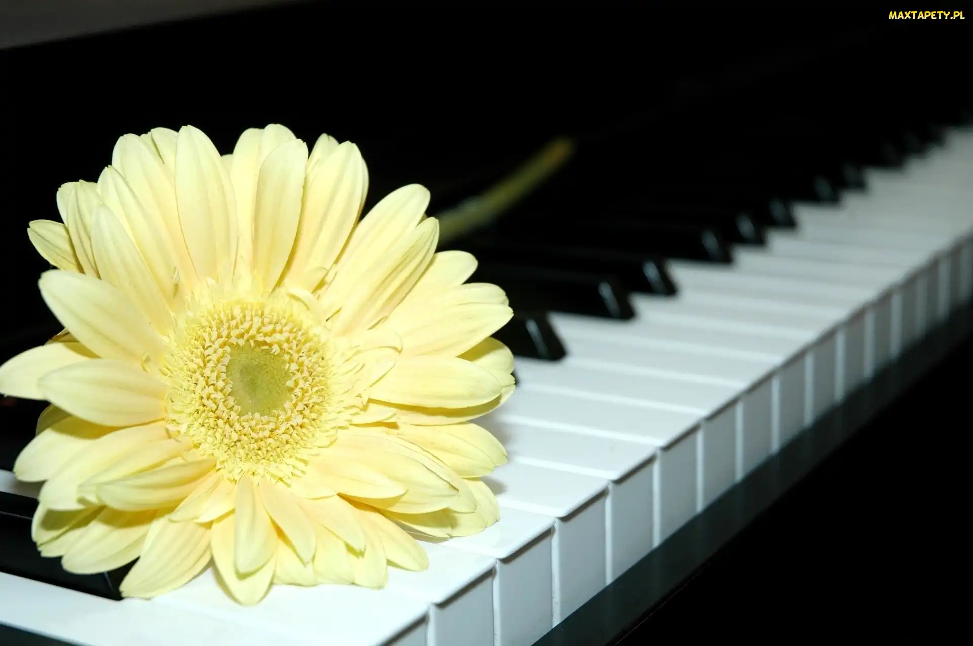 Pianino, Klawiatura, Kremowy, Gerber