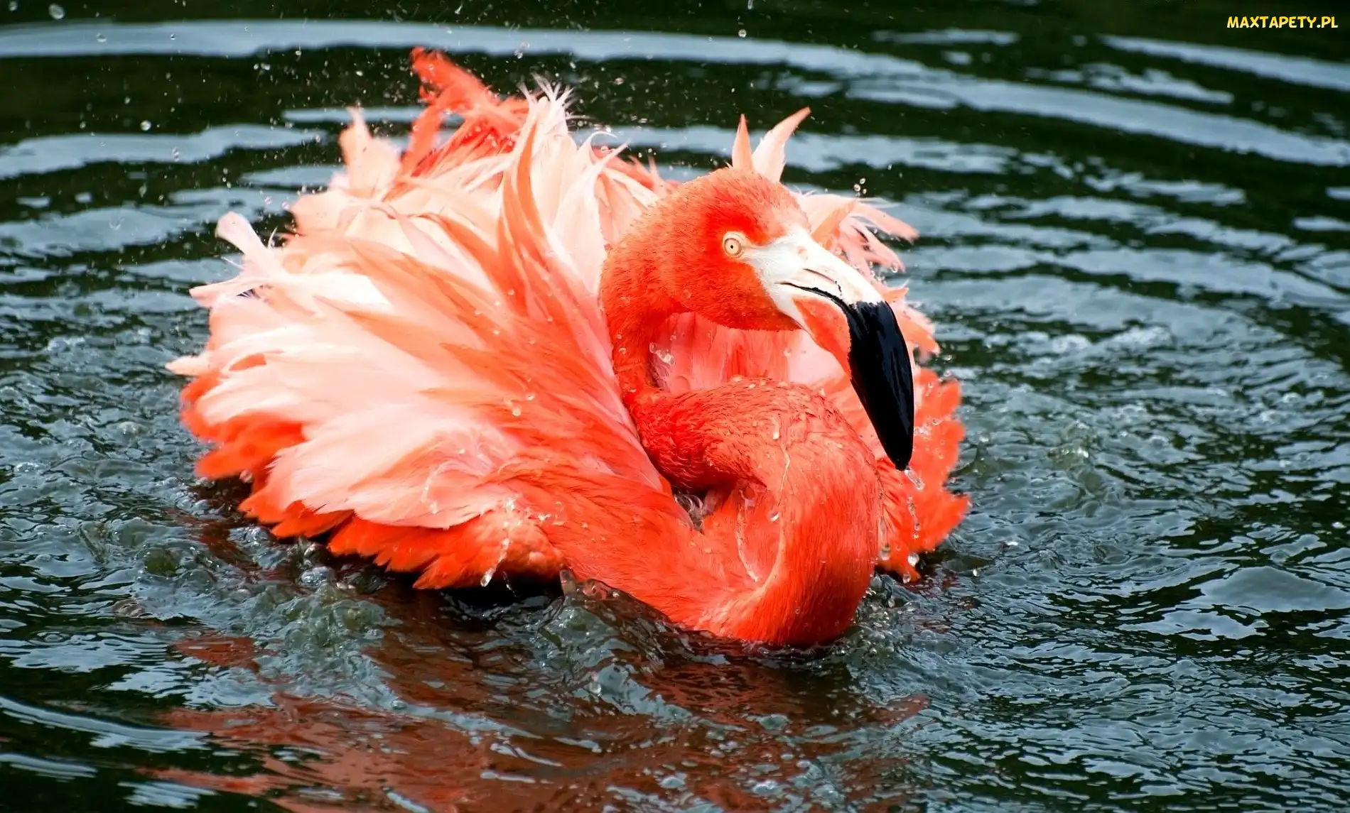 Różowy, Flaming, Woda