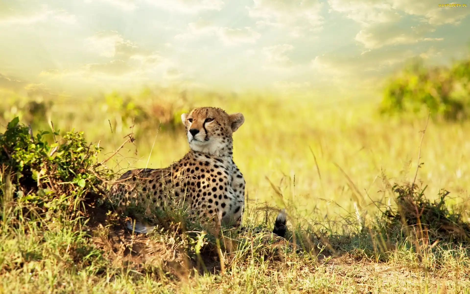 Trawy, Gepard