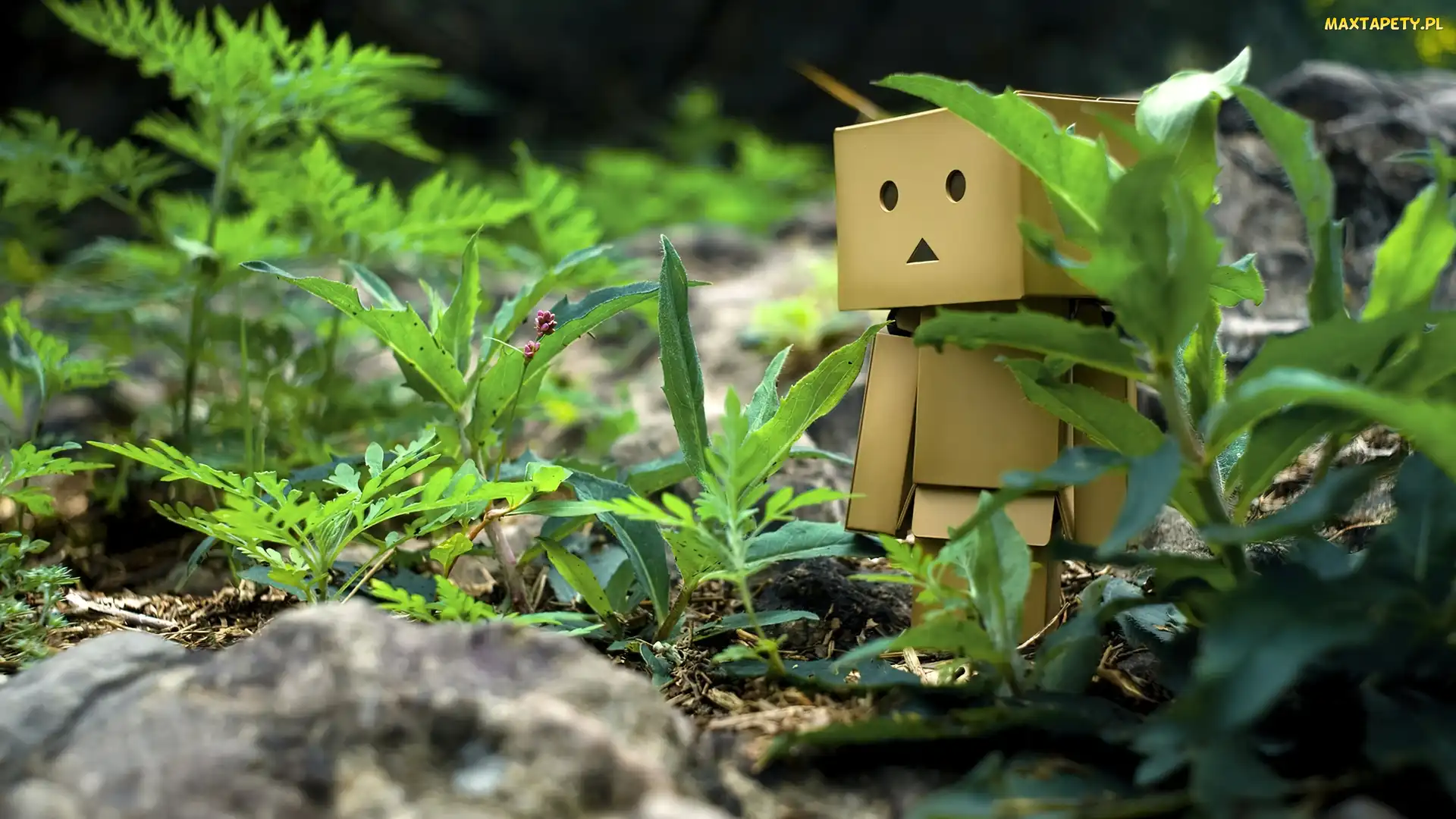 Danbo, Kamienie, Trawa