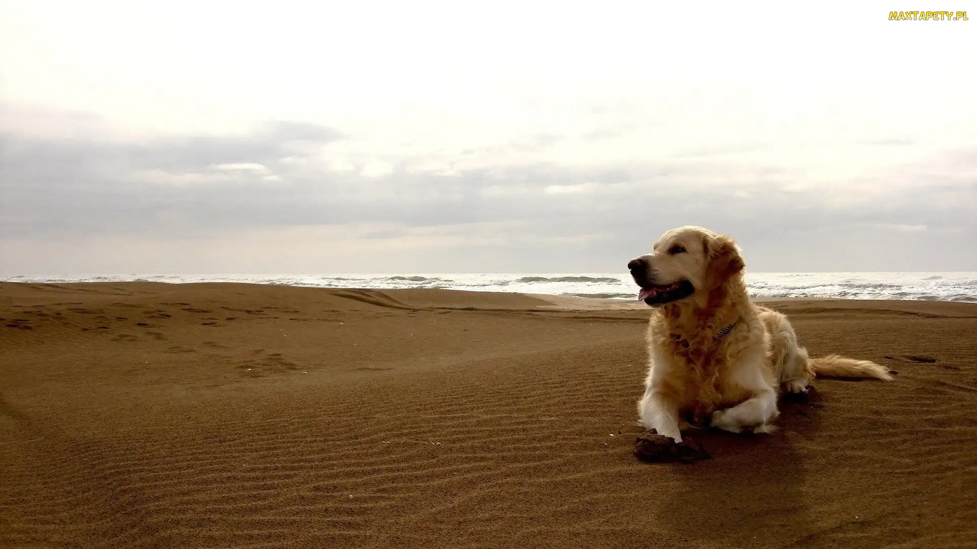 Morze, Plaża, Pies, Golden Retriever