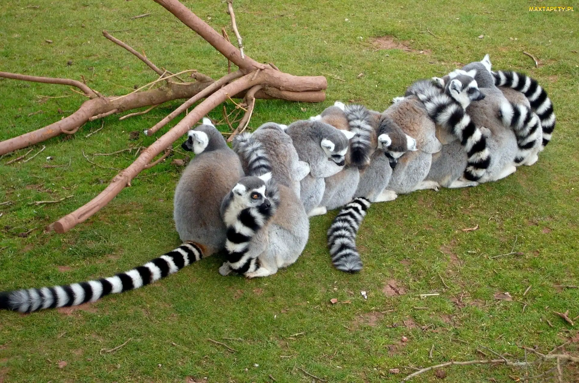Lemurów, Stadko, Konary, Drzewa