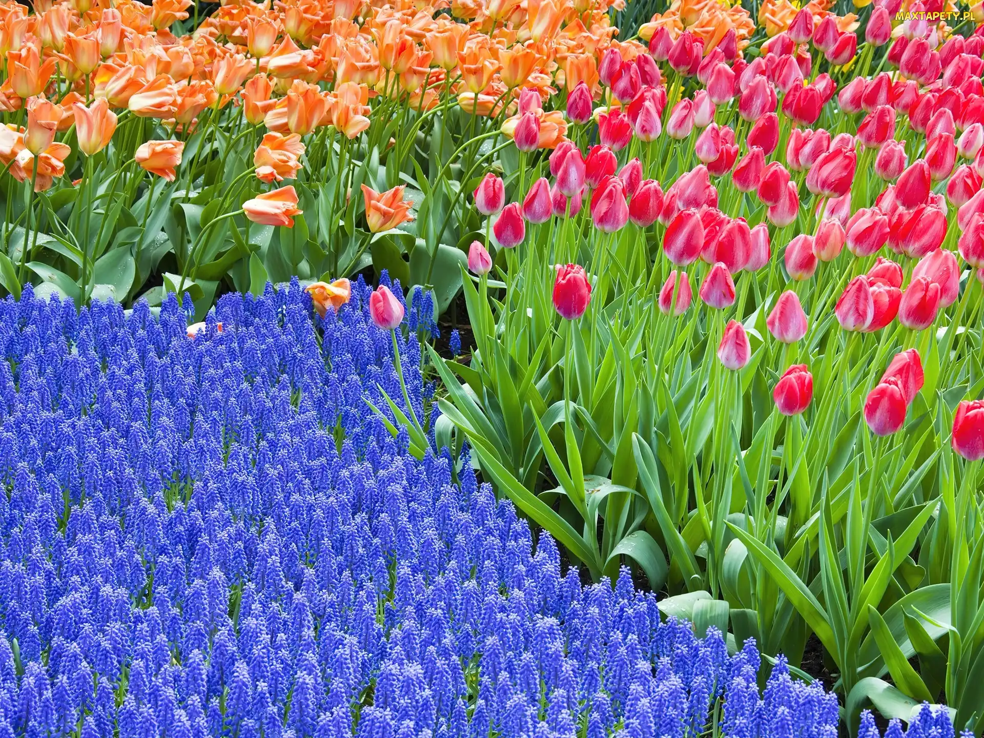 Tulipany, Kwiaty