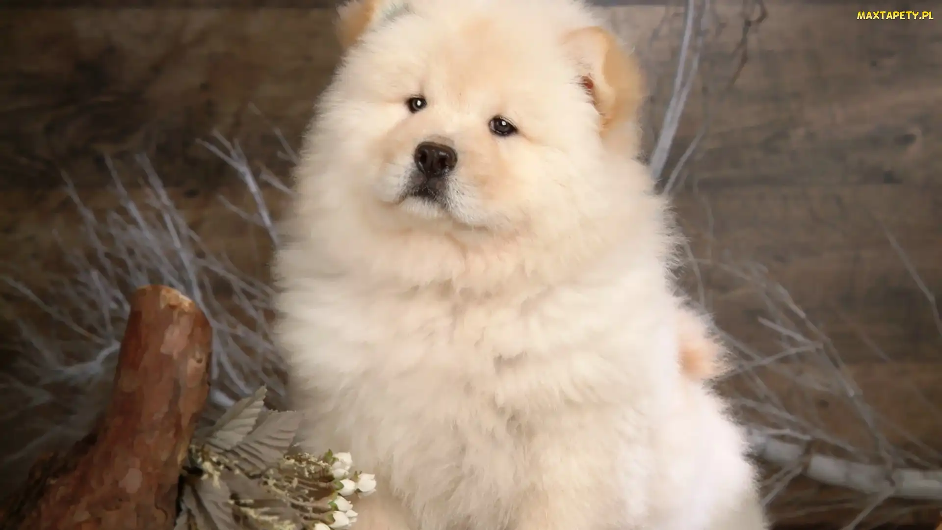 Chow, Chow, Dumny
