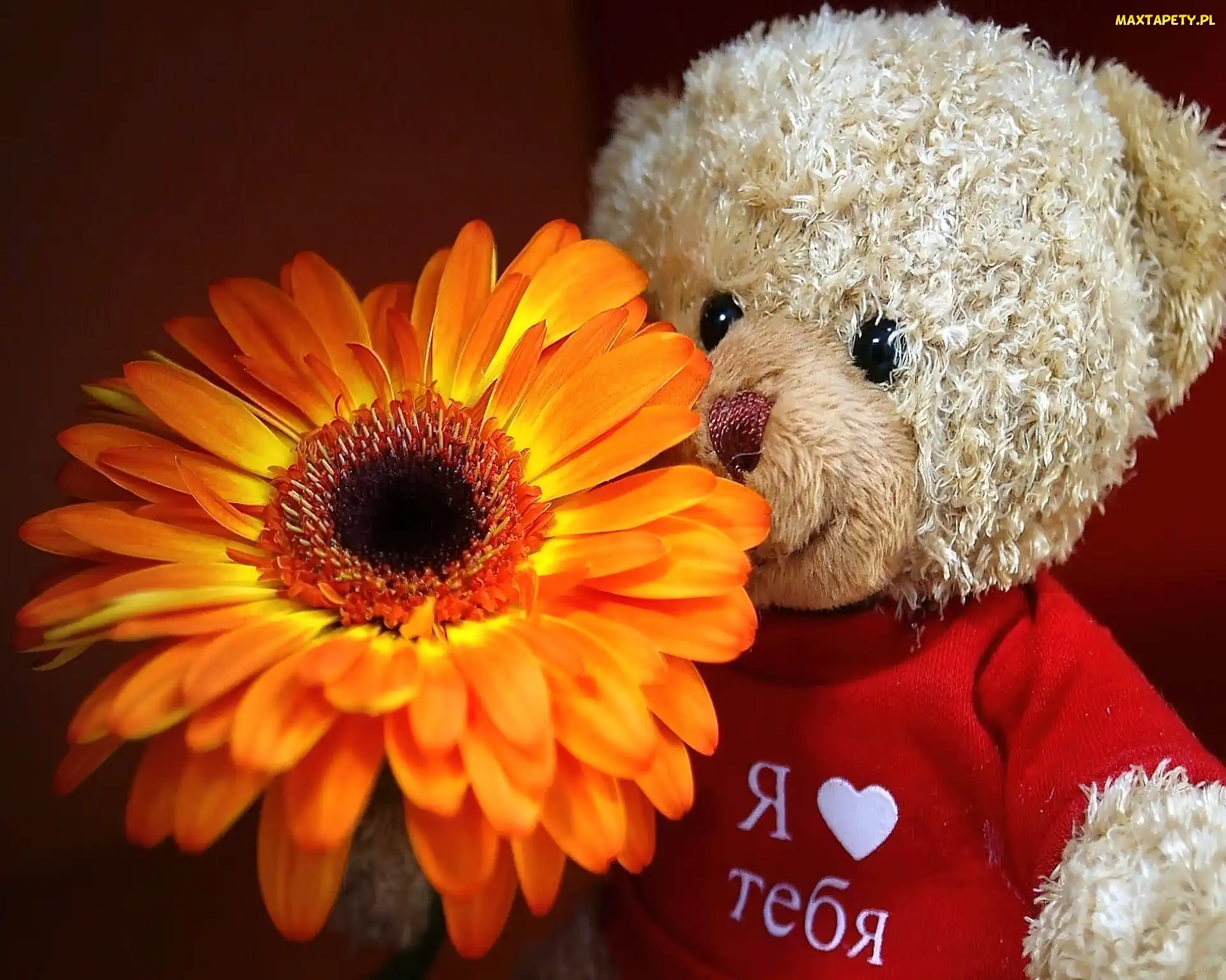 Pluszowy, Gerbera, Miś