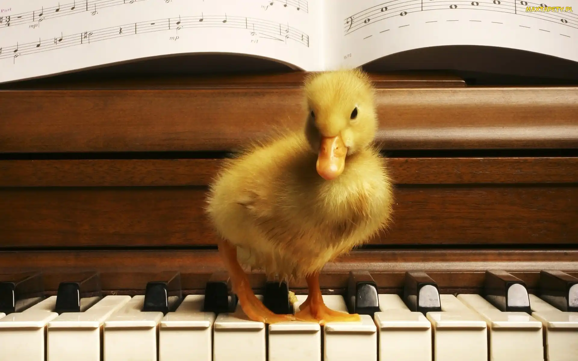 Pianino, Nuty, Kaczuszka