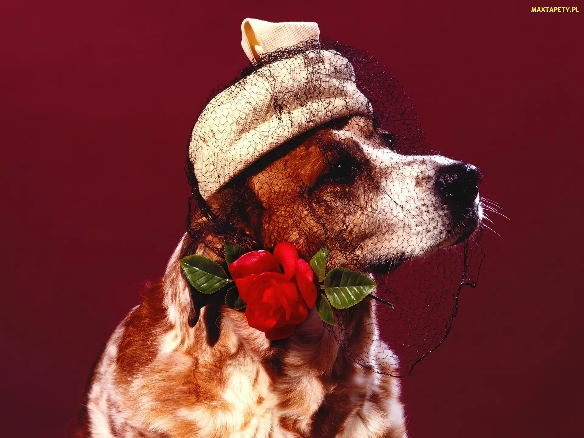 Toczek, Cocker spaniel angielski, Róża, Woalka