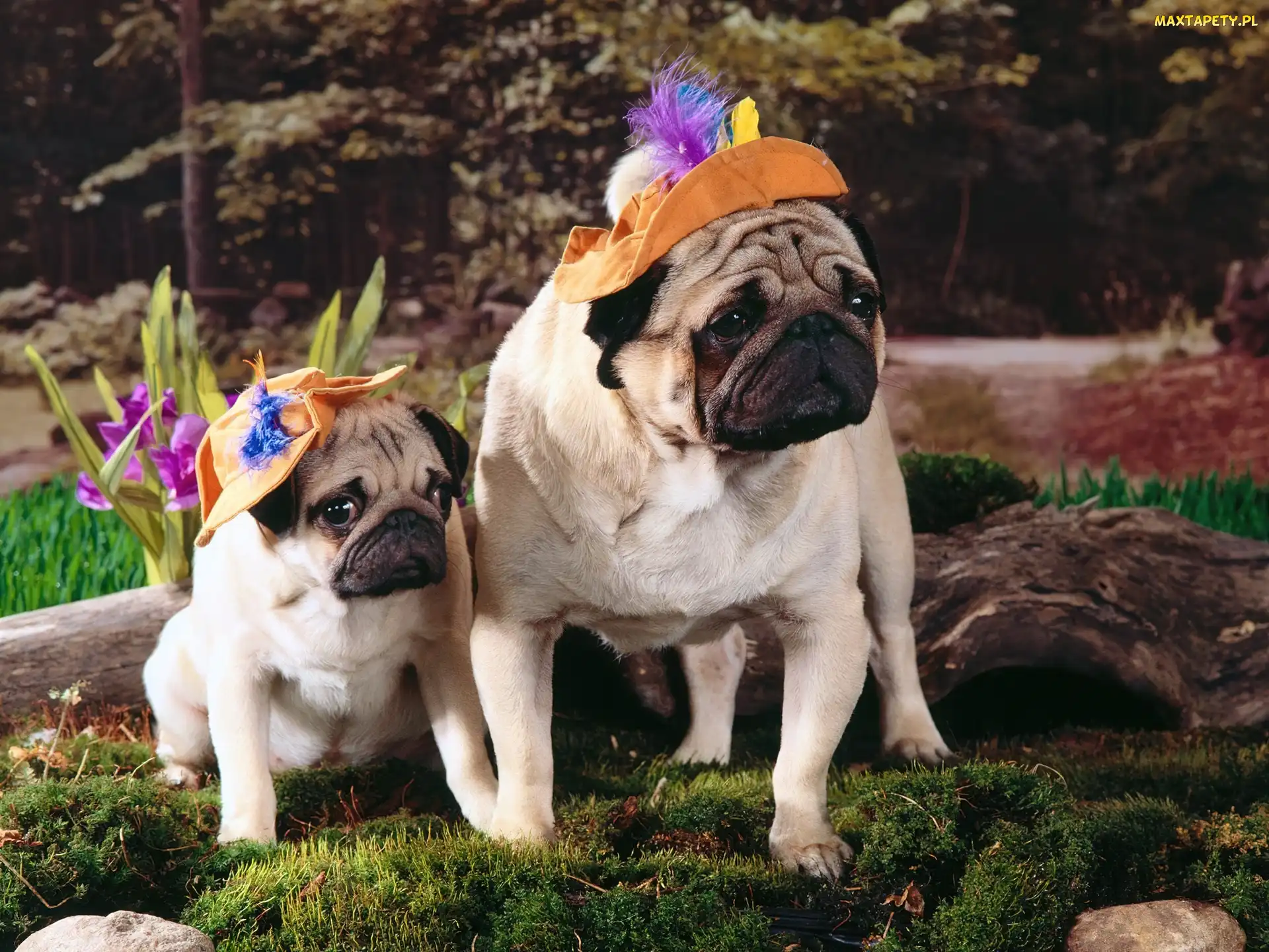 Kapelusiki, Trawka, Mopsy