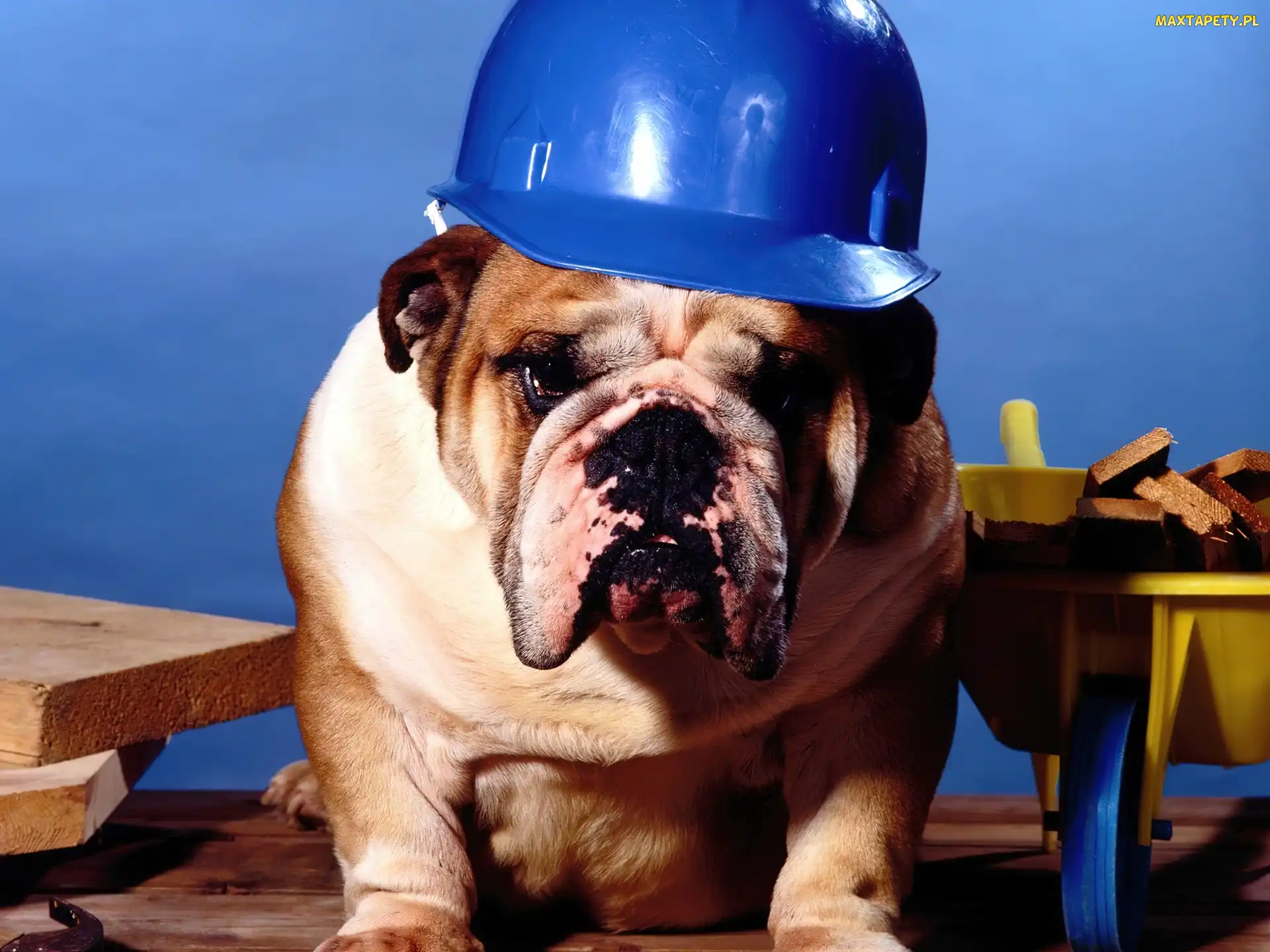 Buldog, Budowniczy, Pies, Kask