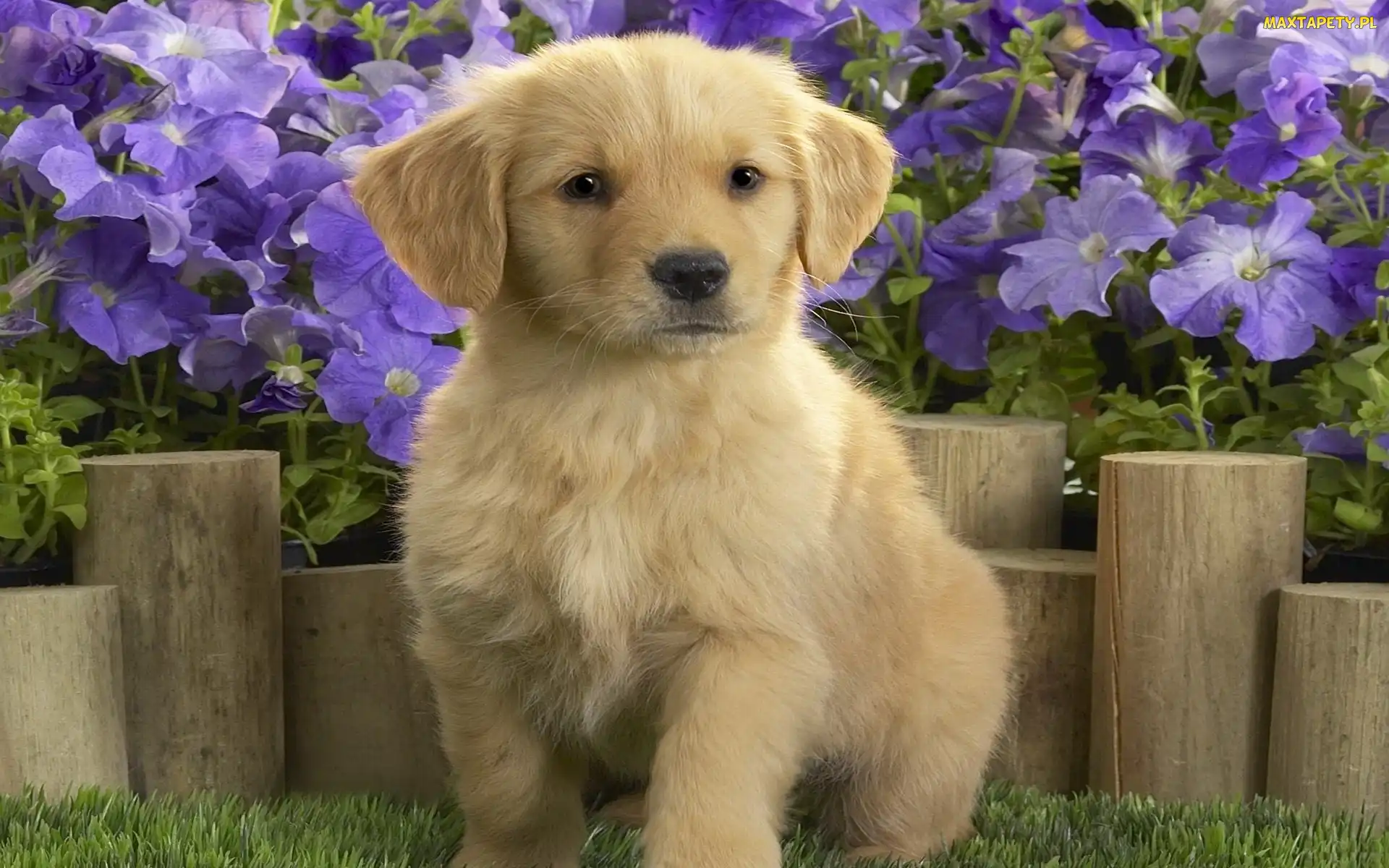 Retriever, Kwiaty, Labrador