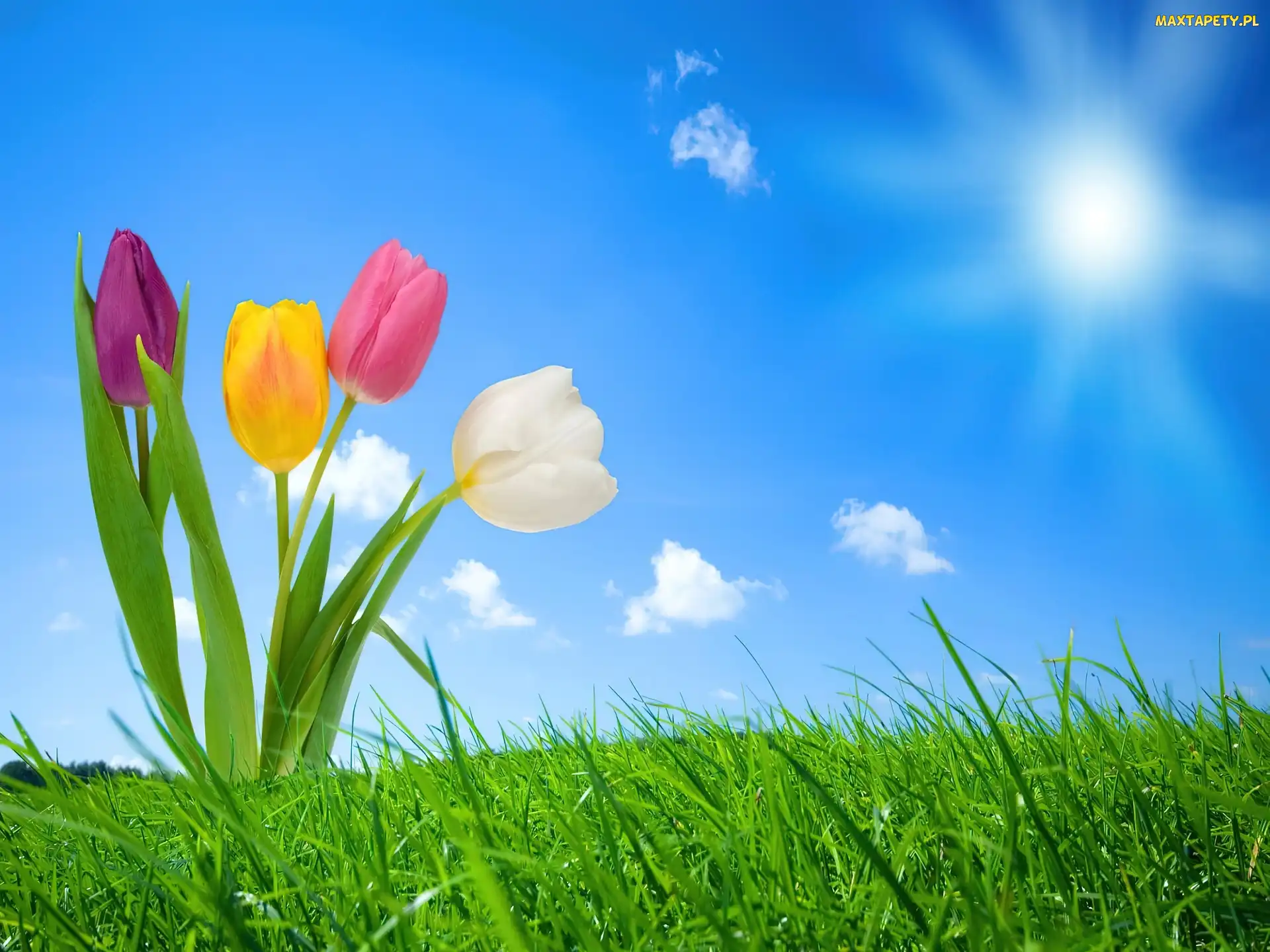 Tulipany, Łąka