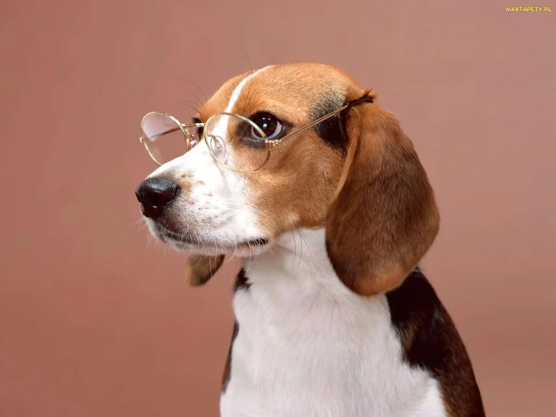 Okulary, Beagle