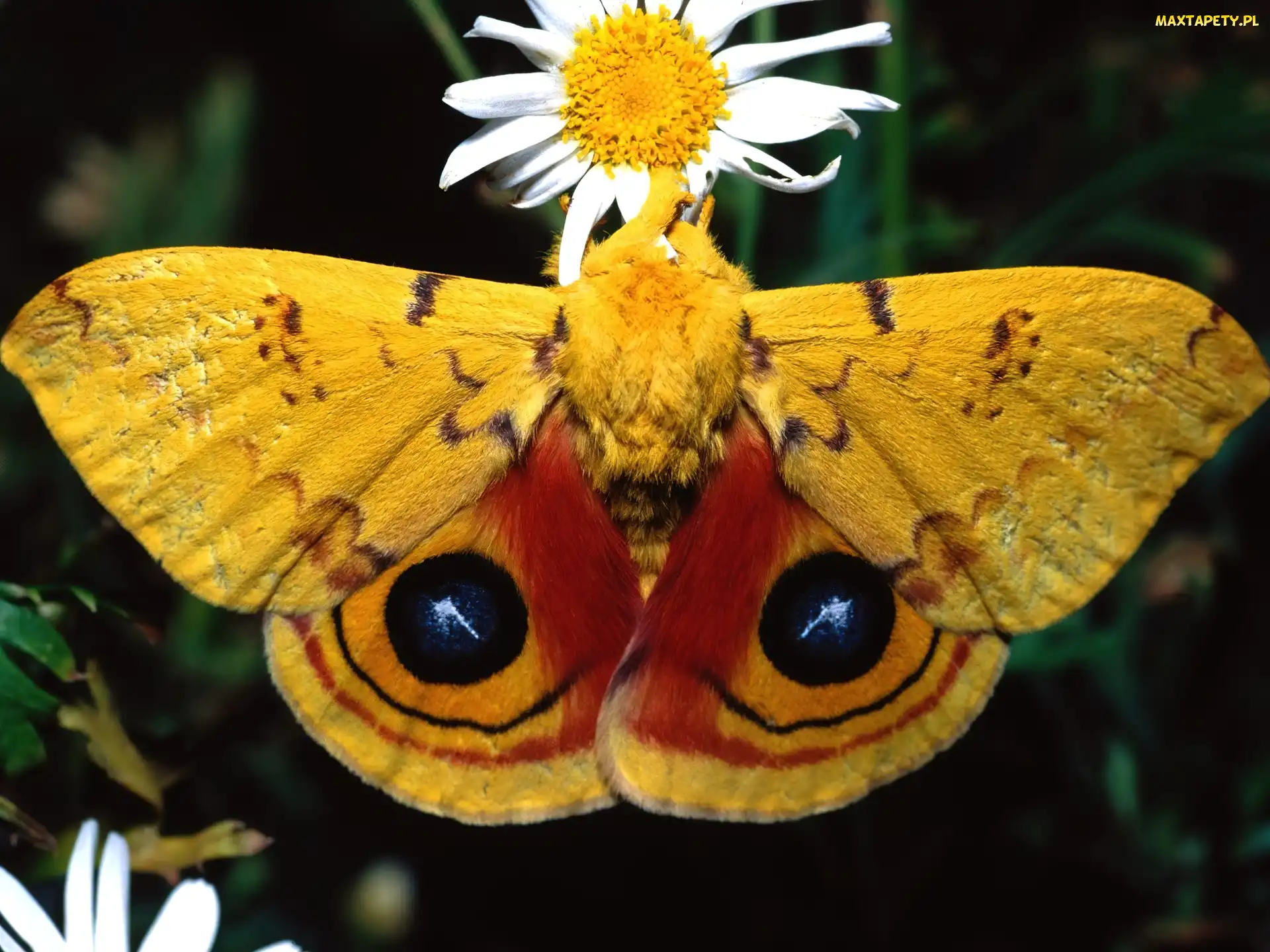 Motyl, Kwiat, Owad
