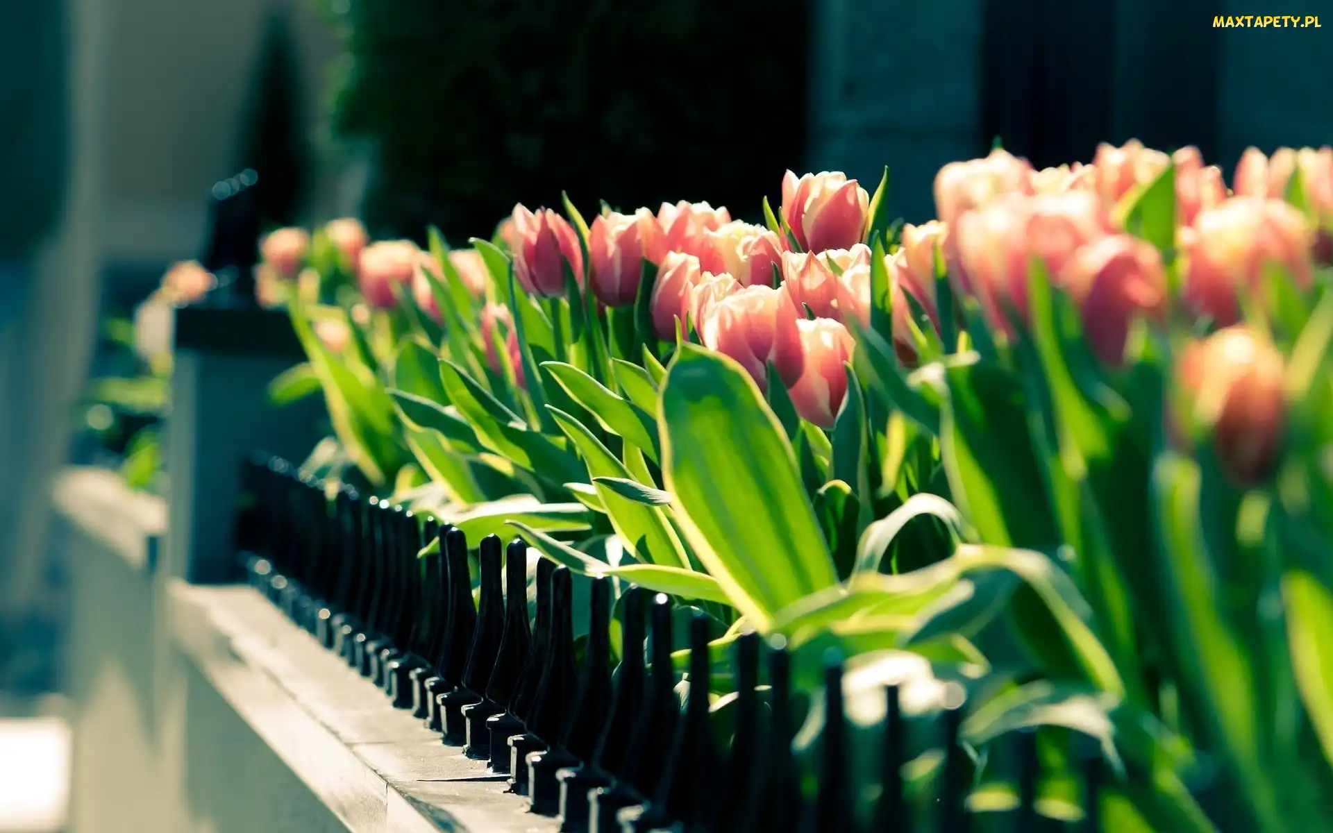 Różowe, Tulipany