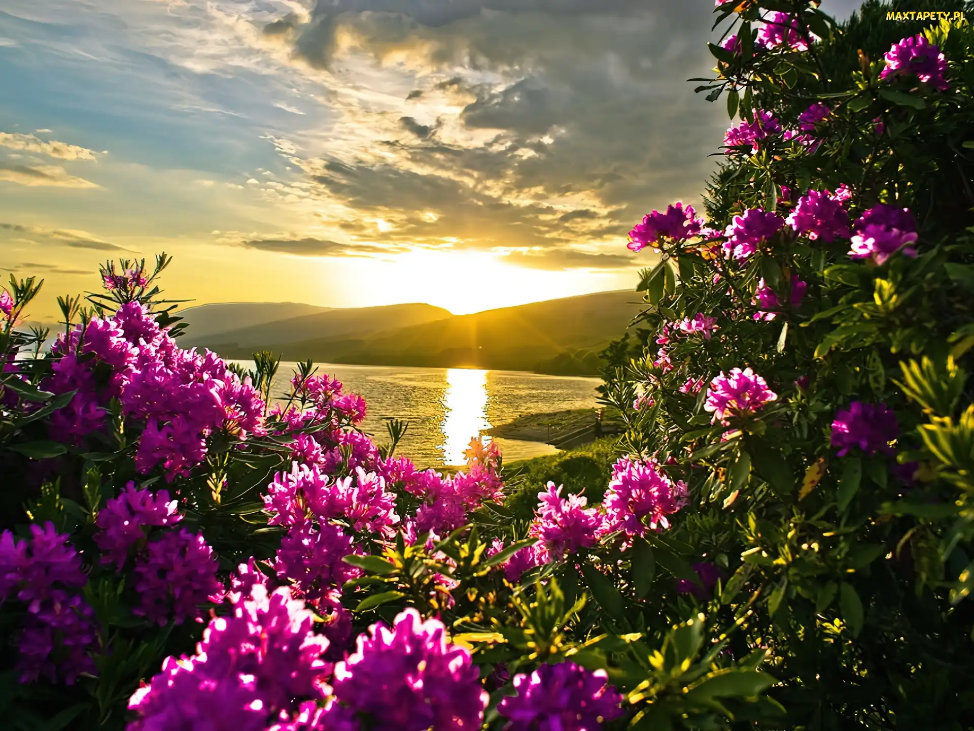 Kwiaty, Rododendron, Jezioro