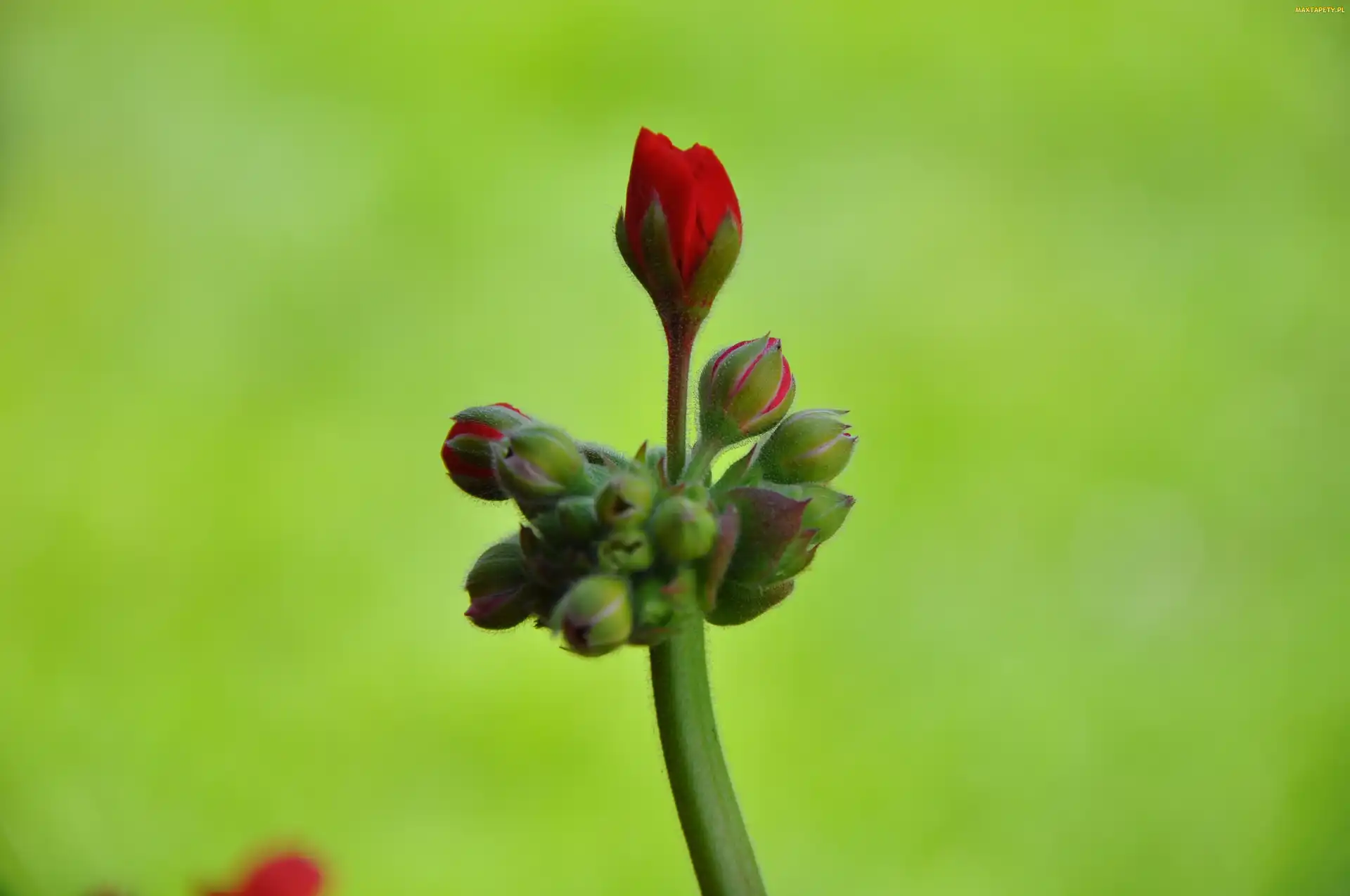 Pelargonia, Pąk