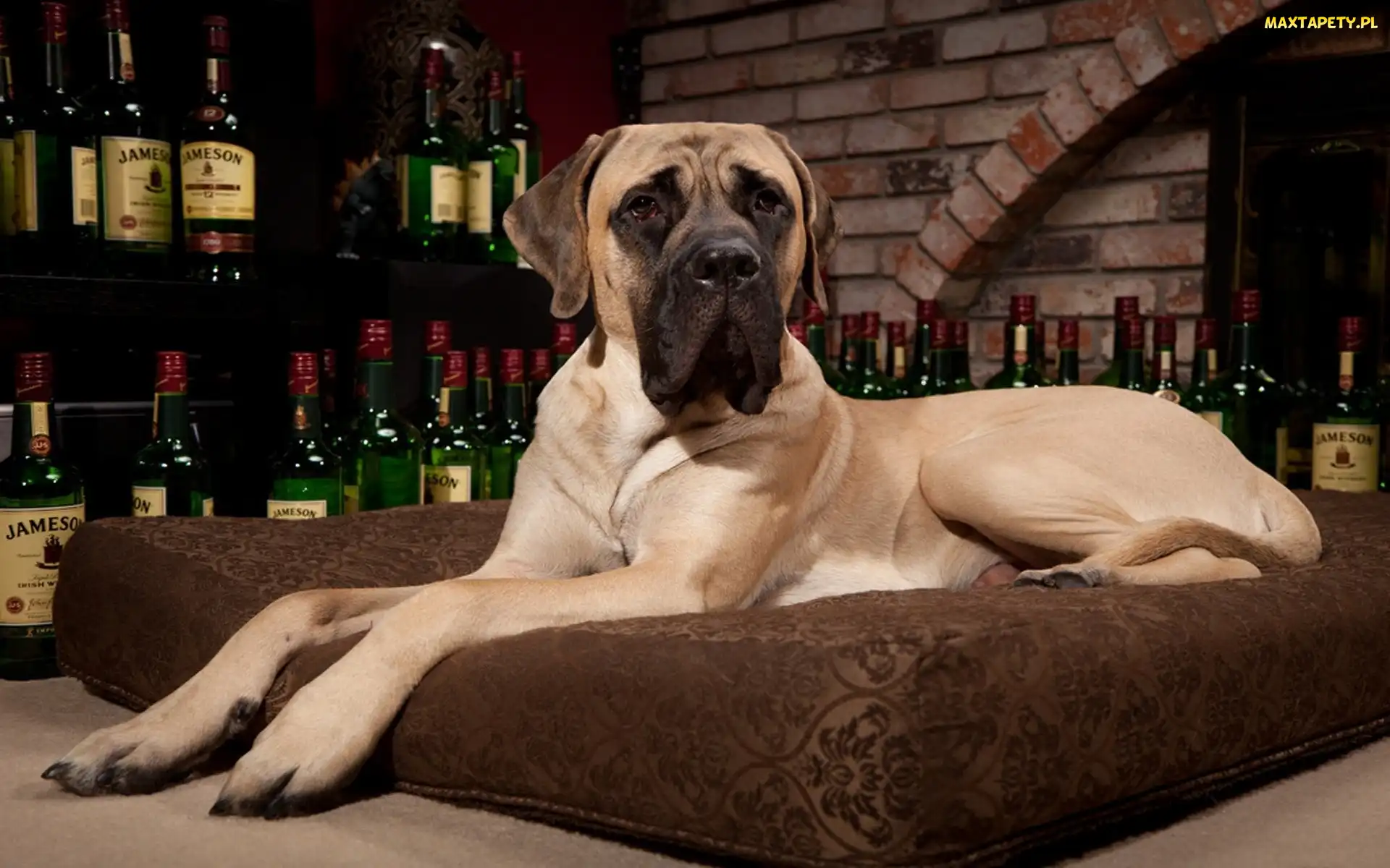 Dog, Poducha, Butelki, Whisky