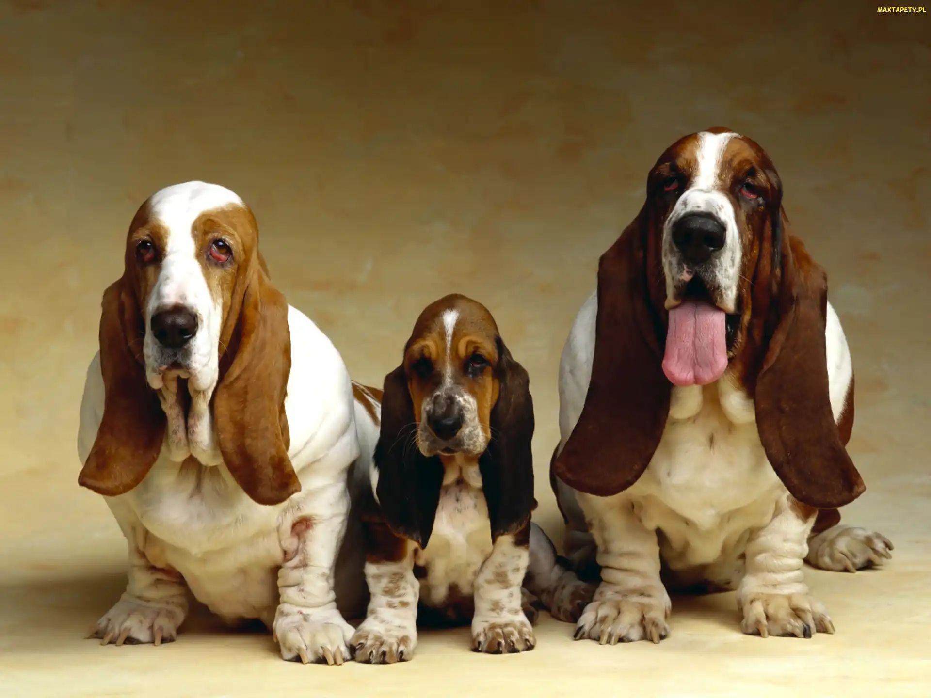 Rodzinka, Basset Hound, Psia