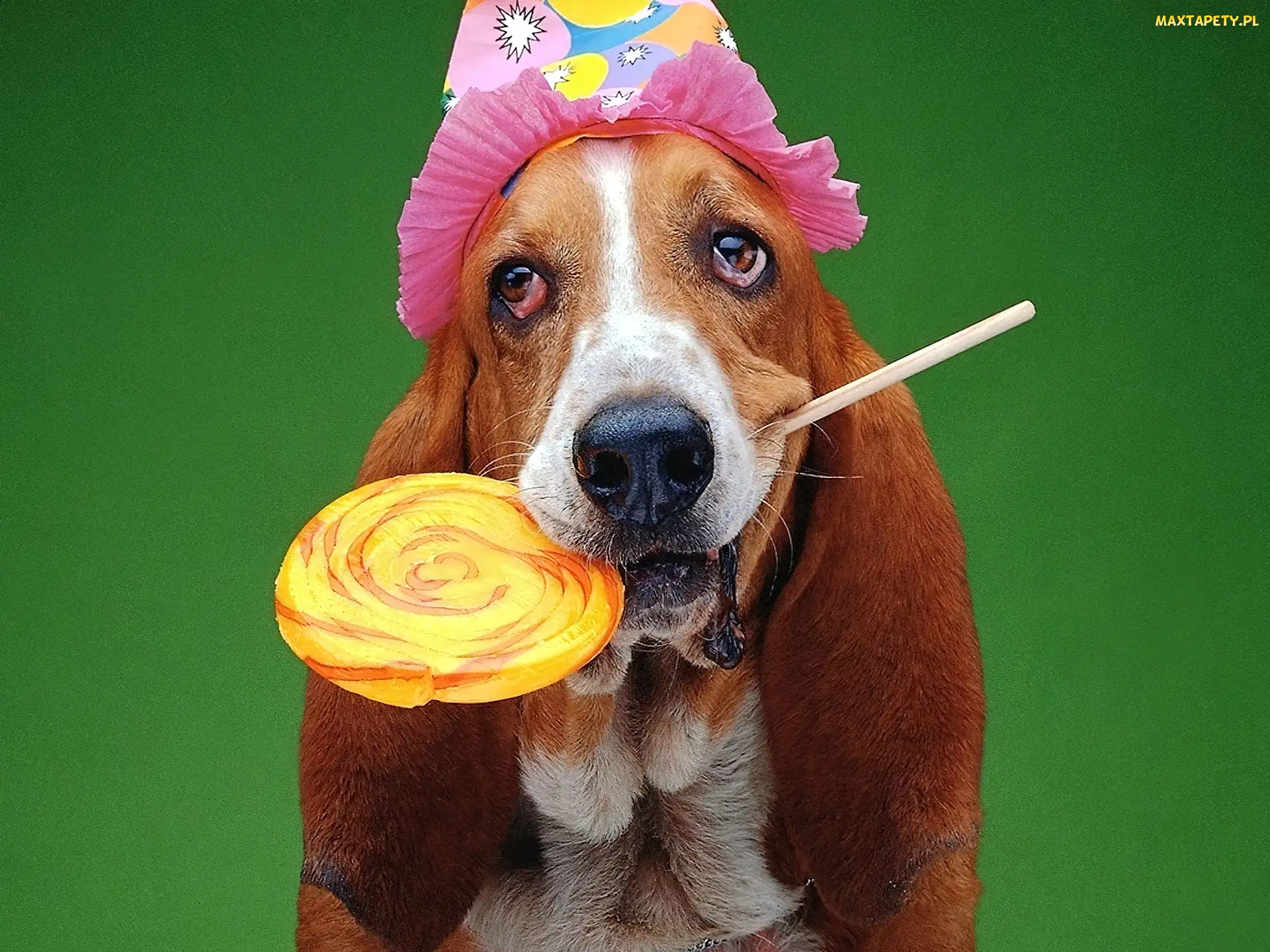 Basset, Czapeczka, Lizak