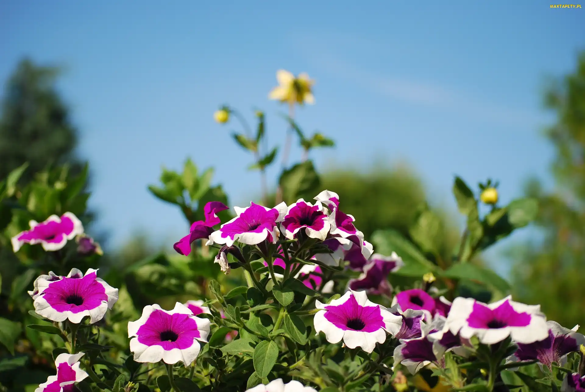 Ogród, Petunia
