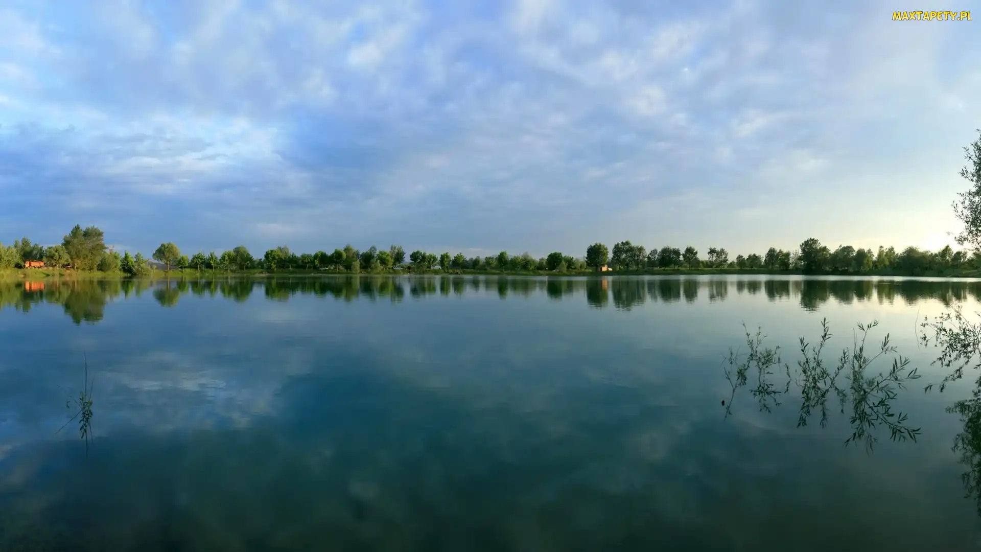 Rośliny, Drzewa, Jezioro, Las