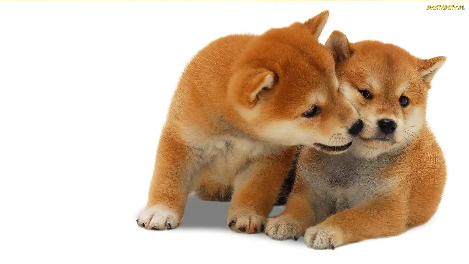 Dwa, Szczeniaki, Shiba Inu